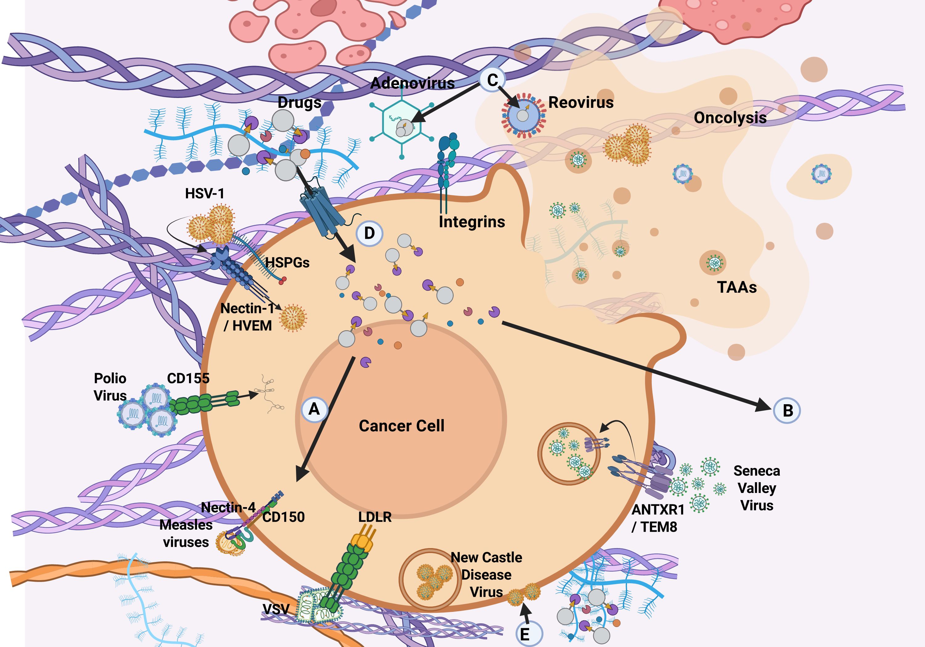 Diagram illustrating cancer cell interactions with various viruses and drugs targeting cell receptors such as integrins, Nectin, and CD family proteins. It shows adenovirus, reovirus, and other viruses involved in oncolysis, highlighting pathways and components like TAAs and HSPGs. Arrows indicate virus entry points and drug interactions.
