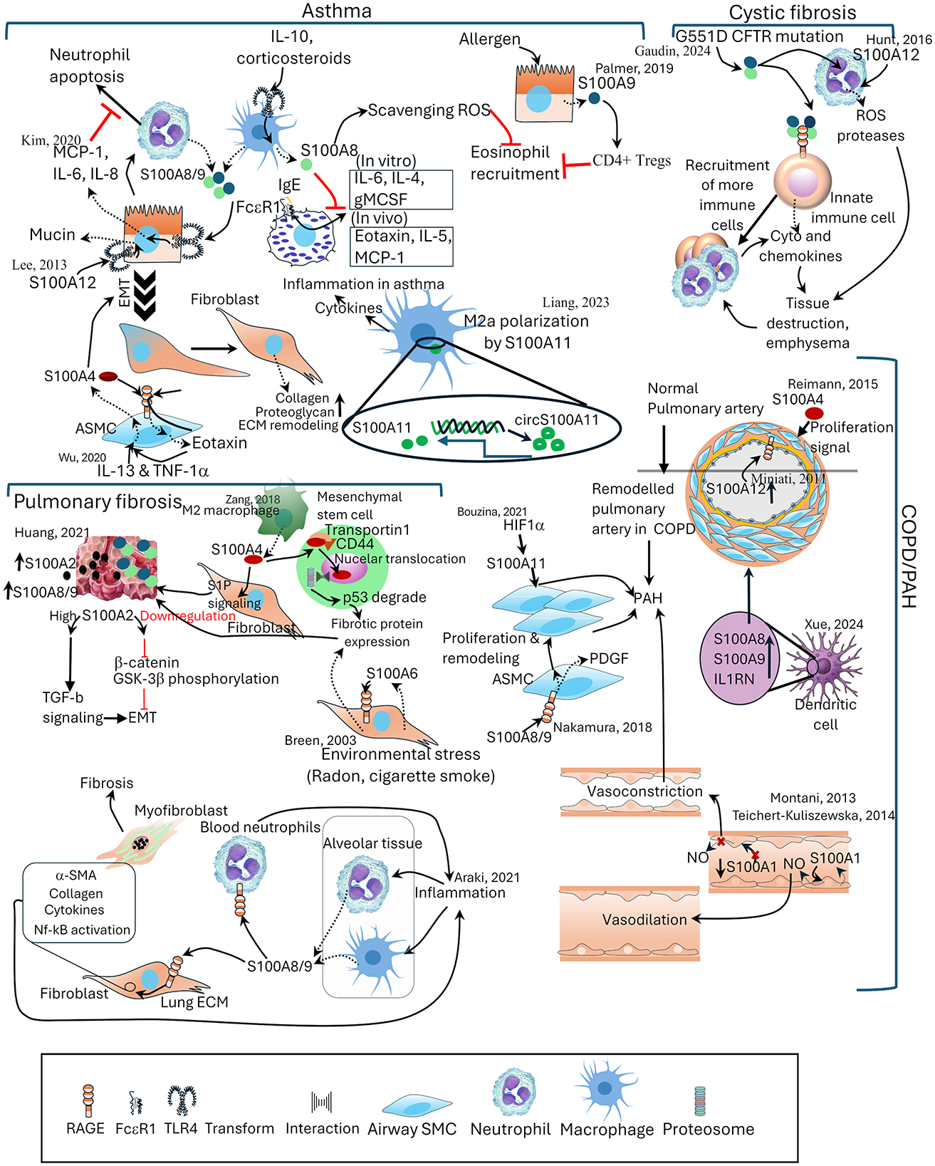 A complex scientific diagram illustrates the roles of S100A proteins in asthma, CPOD/PAH, cystic fibrosis, and pulmonary fibrosis. It includes pathways related to immune cell interactions and cytokine signaling. Arrows indicate processes like neutrophil apoptosis, fibroblast activation, and inflammation. Symbols represent cells like macrophages and neutrophils and proteins such as S100A4, S100A8/A9, S100A11 alongside abbreviations for receptors and enzymes. The diagram is segmented into sections for each condition, with detailed notes and citations for research findings.