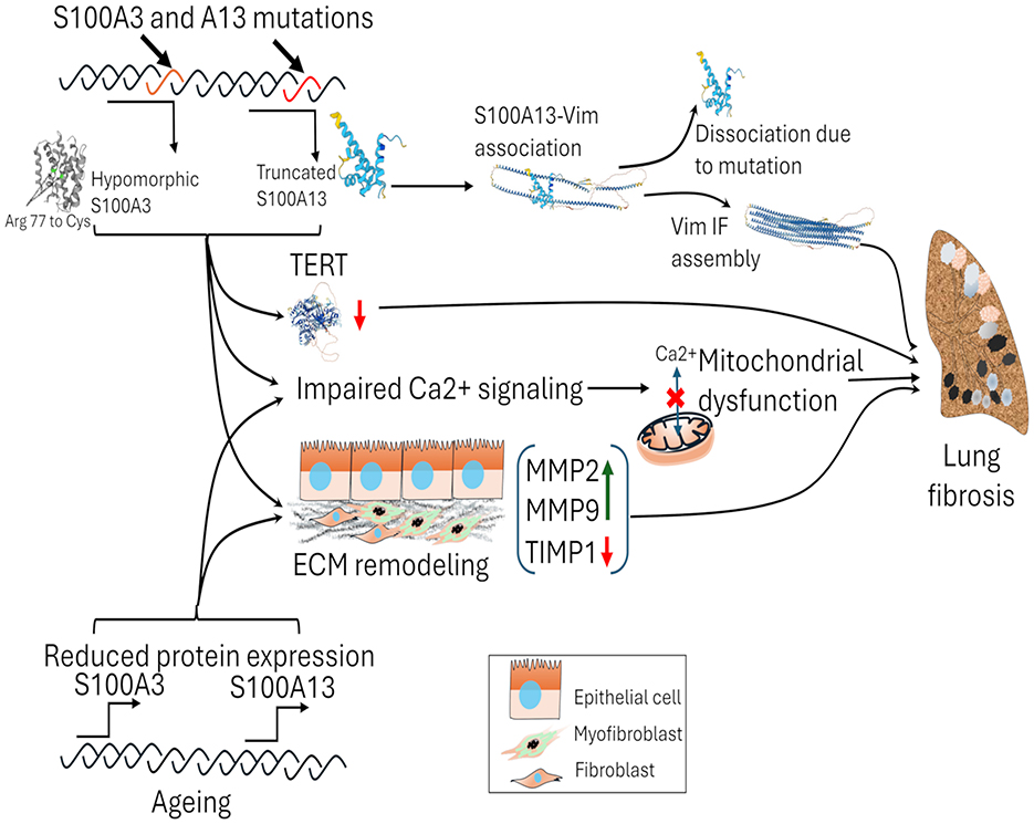 Diagram illustrating the impact of S100A3 and S100A13 mutations on lung fibrosis. Mutations in S100A3 causes hypomorphic proteins, while mutations in S100A13 lead to truncated proteins. S100A13 mutation affects S100A13-Vim association. This results in impaired calcium signaling, mitochondrial dysfunction, and ECM remodeling. Aging also can decrease the expression of S100A3 and S100A13 proteion expression, leads to reduced TERT protein expression, leading to lung fibrosis.