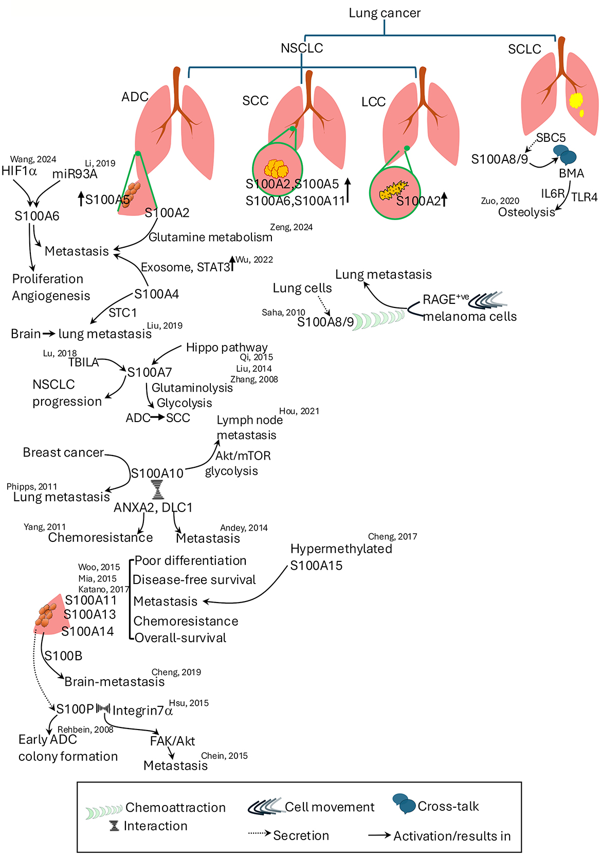 Diagram illustrating effect of different S100 proteins in lung cancers (ADC, SCC, LCC, and SCLC). These proteins influence processes such as proliferation, metastasis, and chemoresistance by regulating glycolysis, glutaminolysis, and osteolysis, and pathways such as Akt/mTOR, STAT3, Hippo, FAK/Akt etc. across different lung cancer types.