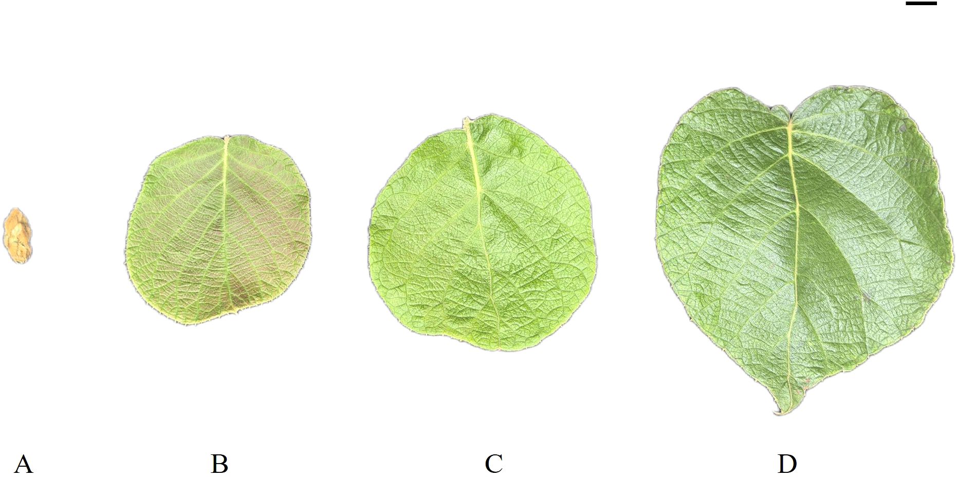 Four labeled images show different stages of leaf growth. A depicts a small seedling. B shows a small, slightly browned leaf. C presents a medium-sized, green leaf. D reveals a large, fully grown, green leaf.