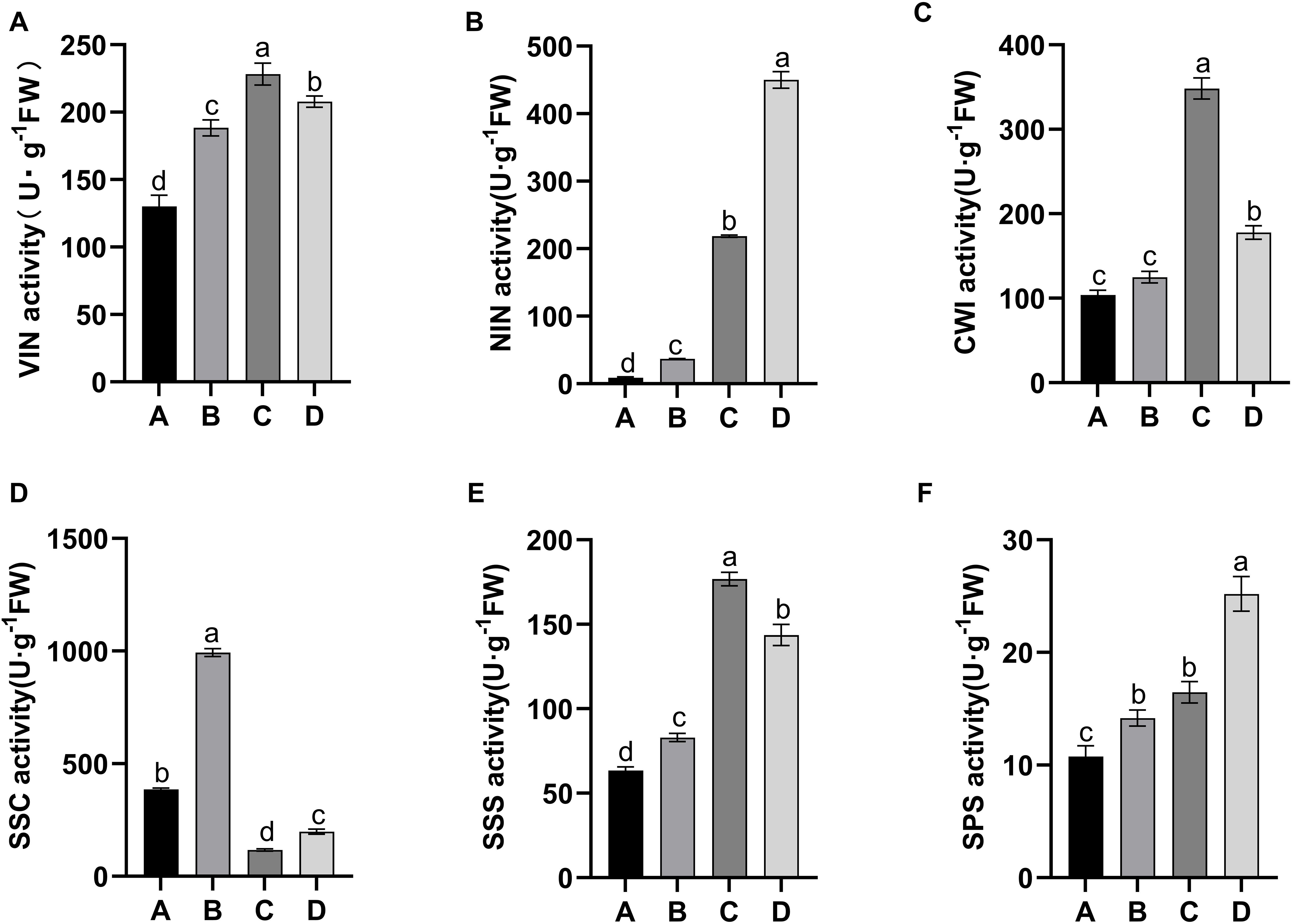 Bar graphs showing enzyme activities in units per gram fresh weight for different treatments labeled A, B, C, and D. Graph A shows VIN activity, where D is highest. Graph B shows NIN activity, with D significantly highest. Graph C displays CWI activity, C is highest. Graph D shows SSc activity, B is highest. Graph E displays SSS activity, C is highest. Graph F shows SPS activity, D is highest. Different letters above bars indicate statistical differences.