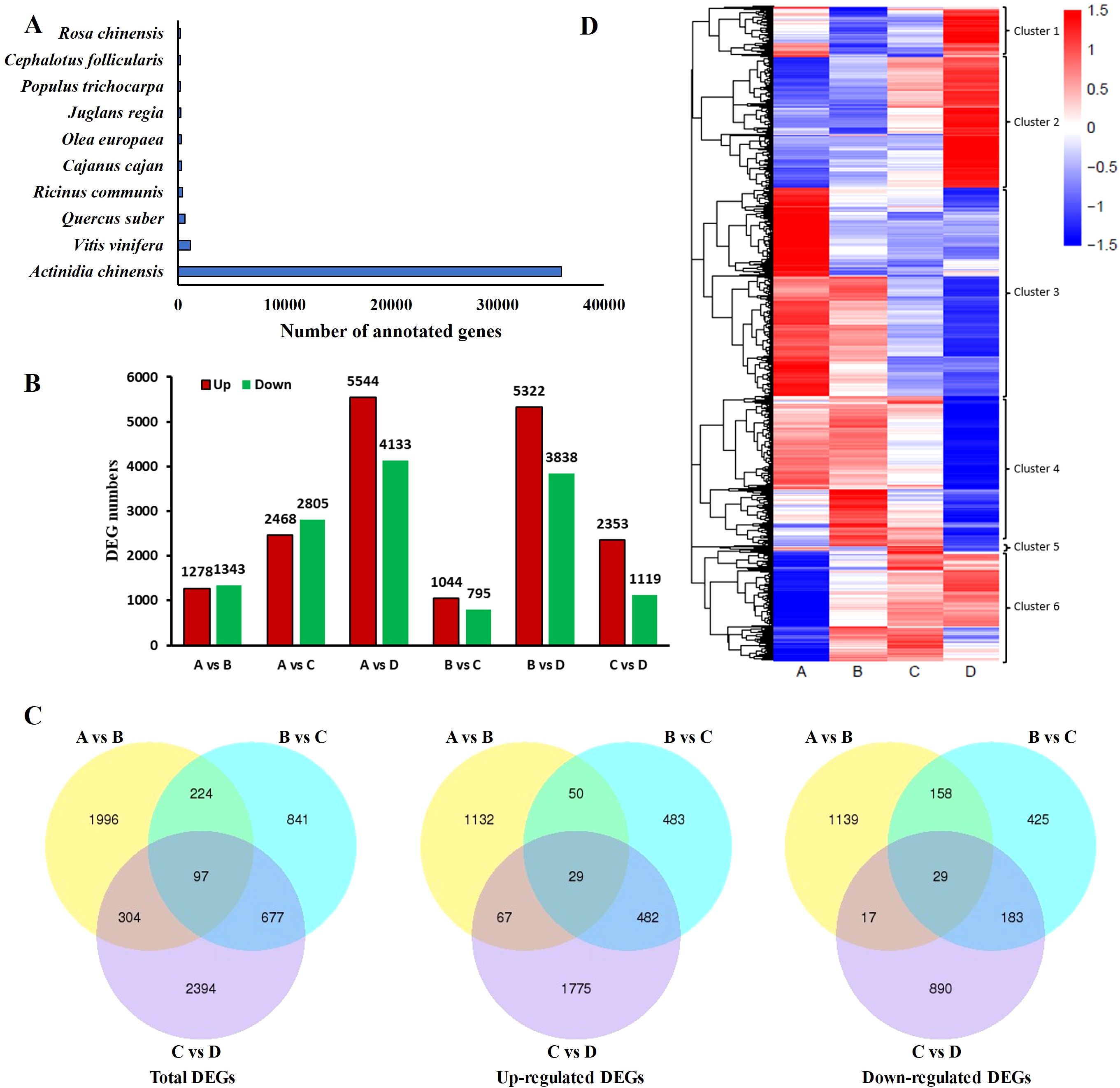 Diagram showing differential gene expression. Panel A: Bar chart of annotated gene counts for various plant species, with Actinidia chinensis having the most. Panel B: Bar chart showing numbers of up and down-regulated genes across different comparisons (A vs B, A vs C, etc.). Panel C: Venn diagrams illustrating overlap of total, up-regulated, and down-regulated differentially expressed genes in comparisons A vs B, B vs C, and C vs D. Panel D: Heatmap of gene expression clusters (1 to 6) with color gradient from red to blue, indicating expression levels across conditions A, B, C, and D.
