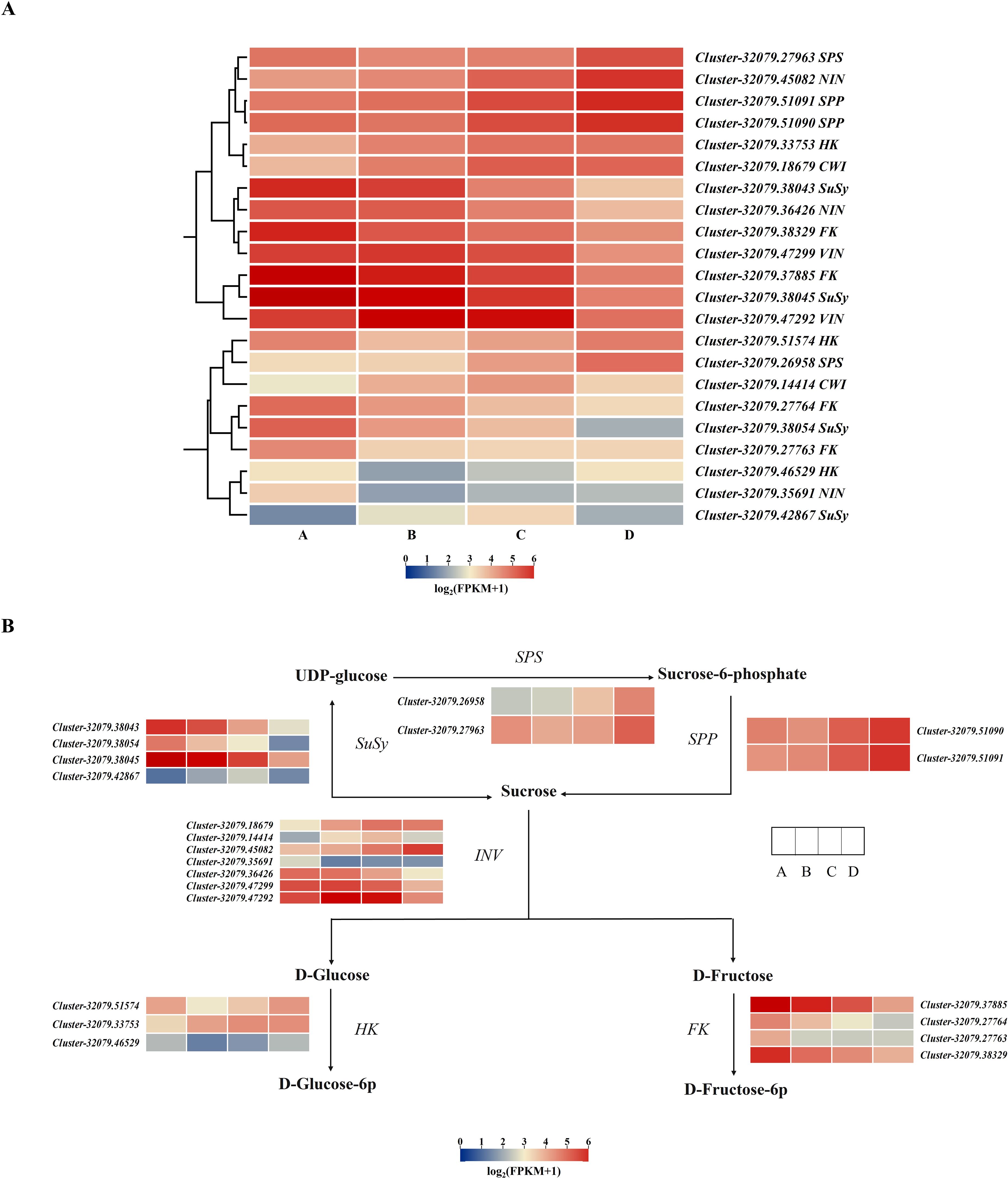 Panel A shows a heatmap with hierarchical clustering of gene expression levels across four conditions labeled A, B, C, and D. Genes are listed on the right with corresponding cluster identifiers, and a color scale below indicates expression levels from low (blue) to high (red). Panel B depicts a metabolic pathway involving the conversion of UDP-glucose to sucrose-6-phosphate and D-glucose to D-glucose-6p, with corresponding gene clusters displayed in small heatmaps. Each heatmap reflects expression levels in the four conditions.