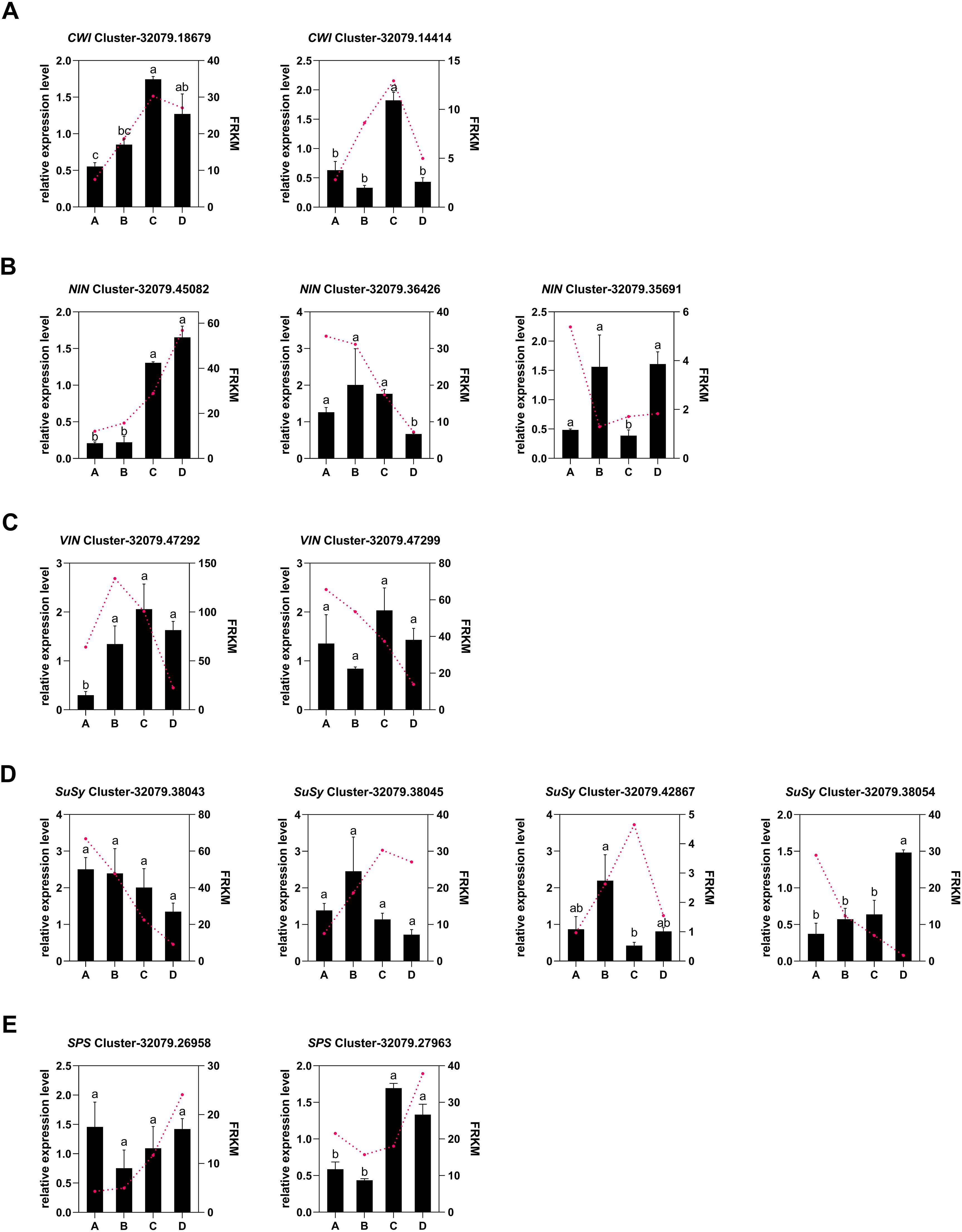 Bar charts for different gene clusters show relative expression levels on the left y-axis and FPKM values on the right y-axis for categories A, B, C, and D. Panels A to E display results for CWI, NIN, VIN, SuSy, and SPS clusters, respectively. Each chart includes a red dotted line indicating FPKM trends alongside black bars representing expression levels. Different letters above bars indicate statistical significance.
