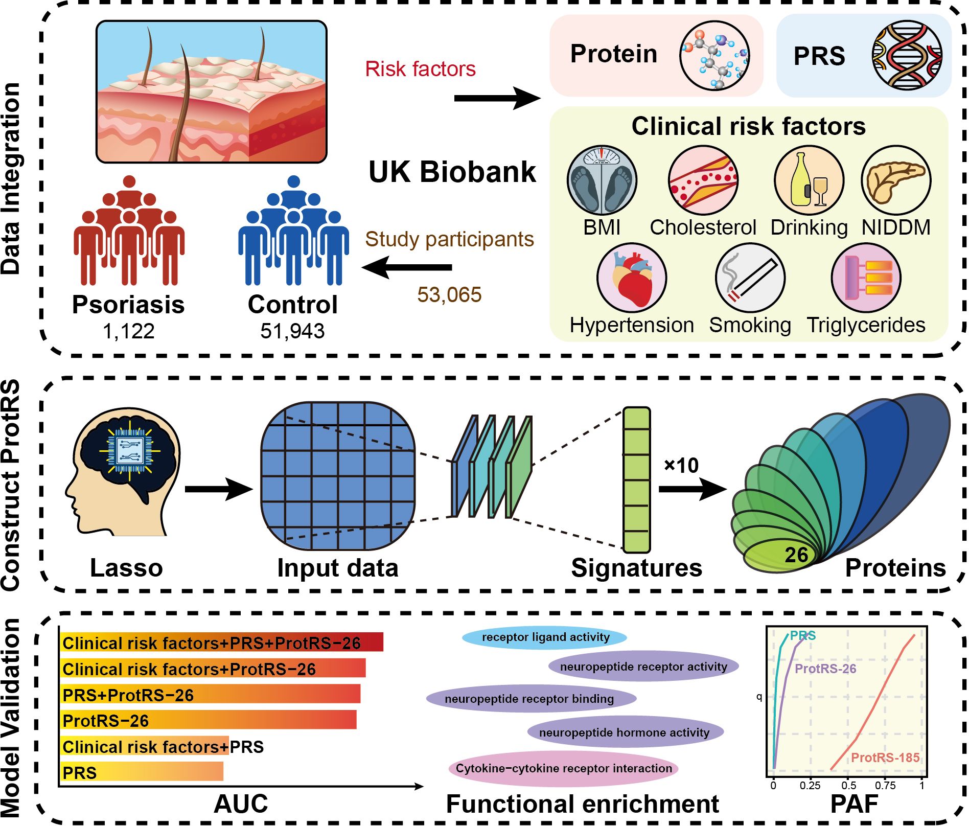 Flowchart illustrating a study using the UK Biobank to analyze psoriasis and control groups through data integration. It incorporates risk factors, proteins, and Polygenic Risk Scores (PRS). The study involved 1,122 psoriasis cases and 51,943 controls. Clinical risk factors include BMI, cholesterol, drinking, NIDDM, hypertension, smoking, and triglycerides. The model construction uses Lasso regression and input data to produce signatures and protein predictions. Validation compares models based on AUC and functional enrichment, highlighting activities like receptor ligand and neuropeptide receptor. A graph contrasts PRS and protein-based scores against Psoriasis Attributable Fraction (PAF).