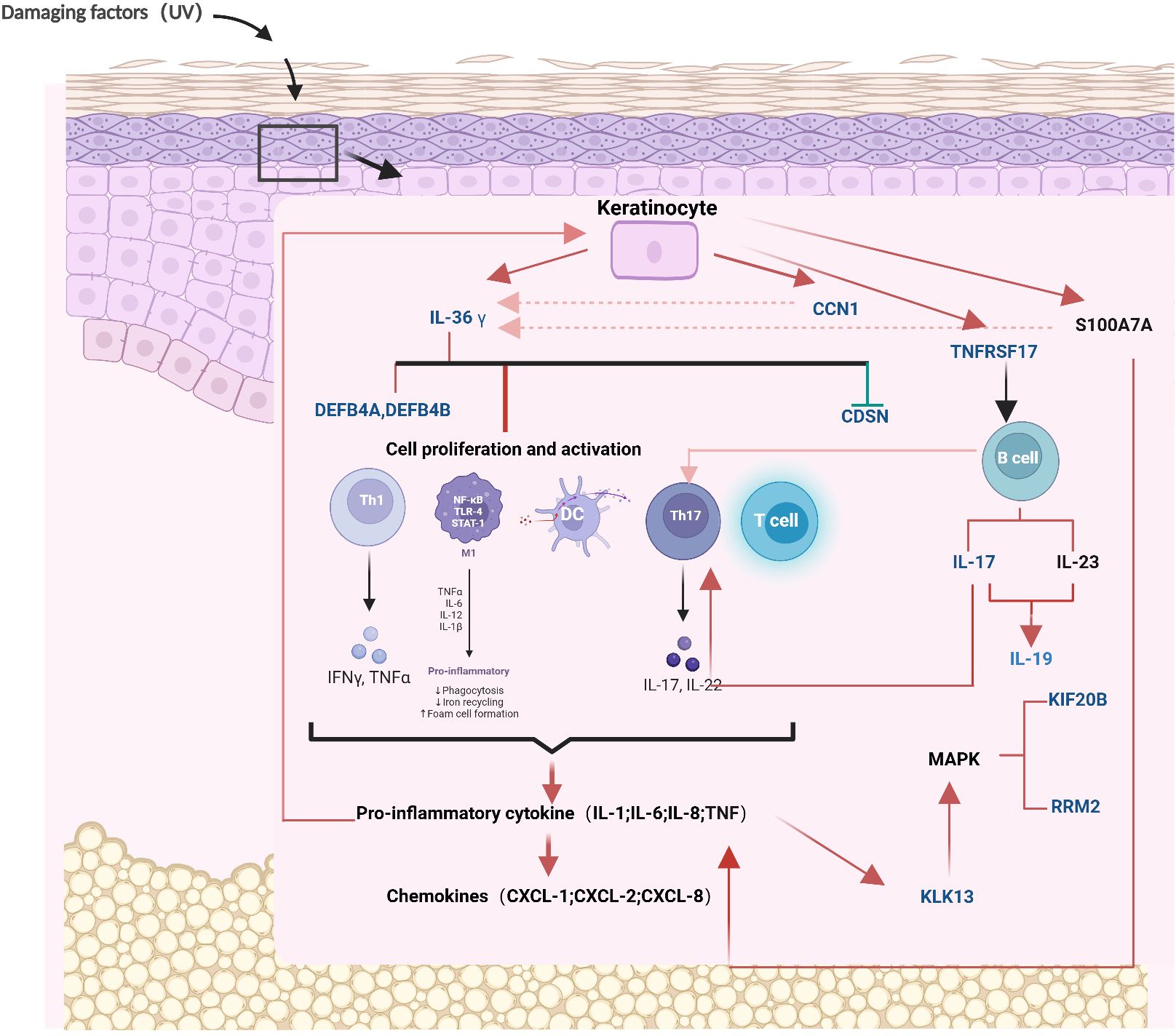 Diagram illustrating the cellular response to damaging factors like UV radiation in skin layers. It shows the role of keratinocytes and various cells (Th1, DC, Th17, T cell, B cell) in cell proliferation and activation. The process involves immune signaling through cytokines such as IL-17, IL-23, and chemokines including CXCL-1, CXCL-2, CXCL-8, leading to pro-inflammatory responses. Key genes and pathways include DEFB4A/DEFB4B, TNFRSF17, and MAPK.