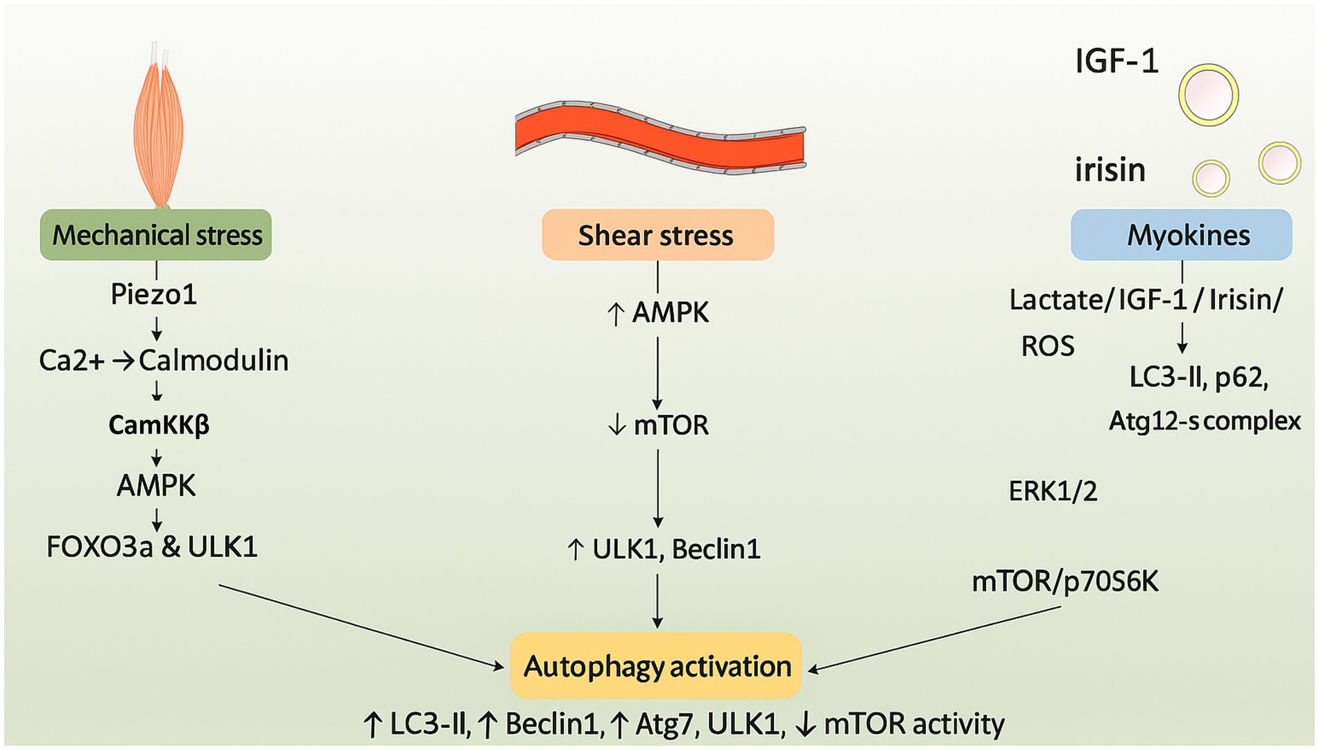 Flowchart illustrating pathways leading to autophagy activation. Mechanical stress triggers a sequence involving Piezo1, Ca2+, Calmodulin, CamKKβ, and AMPK, activating FOXO3a and ULK1. Shear stress influences AMPK and mTOR, while myokines like IGF-1 and irisin affect LC3-II, p62, and Atg12-s complex through ROS, leading to mTOR/p70S6K and ERK1/2 involvement. These pathways converge to activate autophagy, characterized by increased LC3-II, Beclin1, Atg7, ULK1, and reduced mTOR activity.