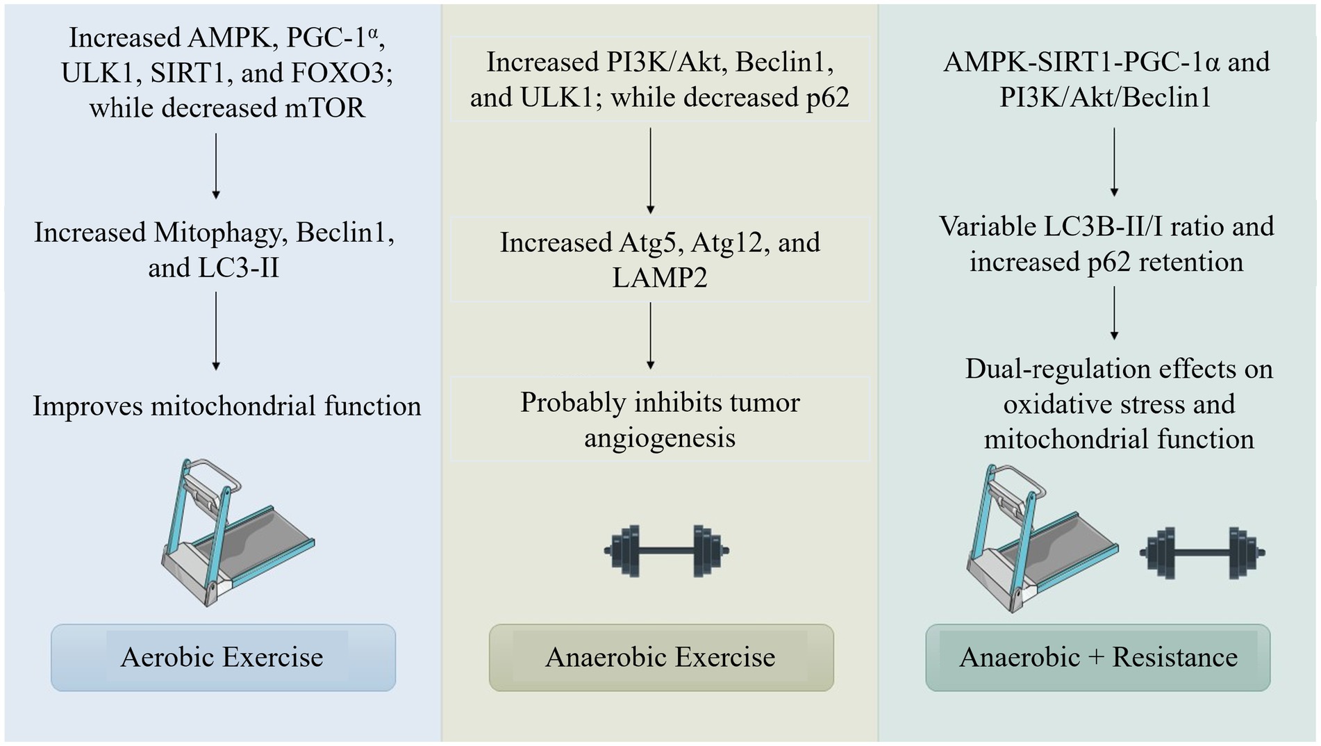 Diagram comparing effects of aerobic and anaerobic exercise. Aerobic exercise increases AMPK, PGC-1α, ULK1, SIRT1, and FOXO3, decreases mTOR, and enhances mitochondrial function. Anaerobic exercise increases PI3K/Akt, Beclin1, ULK1, decreases p62, and may inhibit tumor angiogenesis. Combined exercise shows dual-regulation on oxidative stress and mitochondrial function, affecting LC3B-II/I ratio and p62 retention.