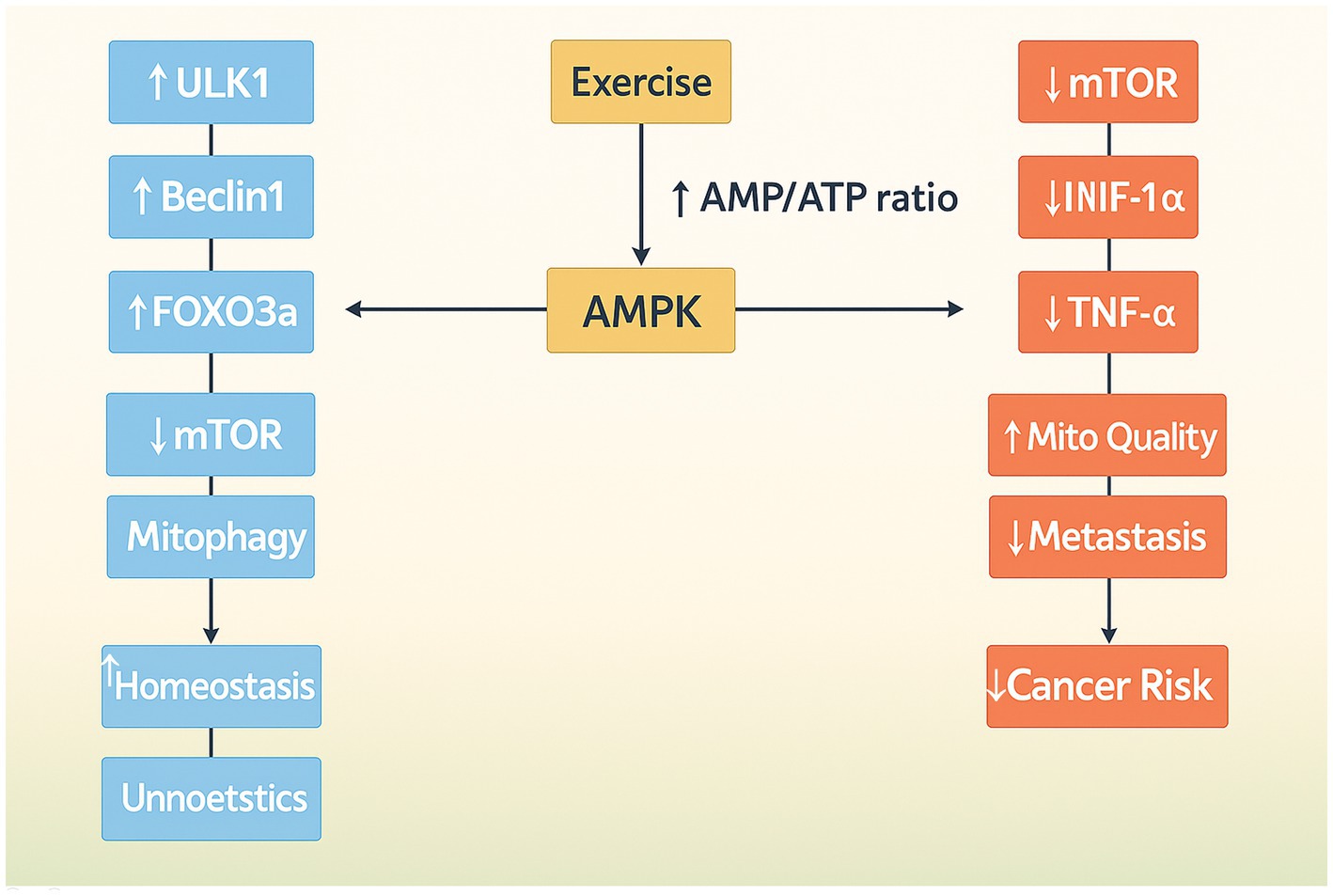 Diagram illustrating the effects of exercise on AMPK activation and cellular pathways. Exercise increases the AMP/ATP ratio, activating AMPK. Left pathway: increases ULK1, Beclin1, FOXO3a, and mitophagy; decreases mTOR, leading to enhanced homeostasis and unnoestics. Right pathway: decreases mTOR, INIF-1α, and TNF-α; increases mitochondrial quality; reduces metastasis and cancer risk.