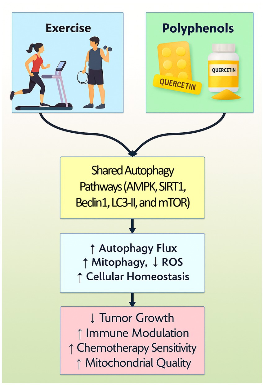 Illustration depicting the effects of exercise and polyphenols, specifically quercetin, on shared autophagy pathways. Exercise and quercetin influence autophagy pathways (AMPK, SIRT1, Beclin1, LC3-II, mTOR), leading to increased autophagy flux, mitophagy, reduced ROS, and improved cellular homeostasis. These changes contribute to decreased tumor growth, enhanced immune modulation, increased chemotherapy sensitivity, and improved mitochondrial quality.