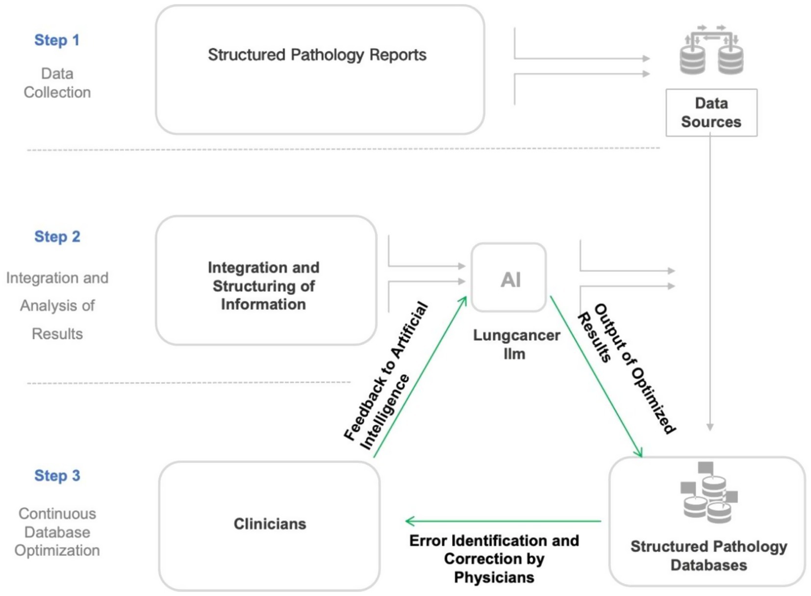 Flowchart illustrating the integration of AI in pathology. Step 1: Data collection from structured pathology reports to data sources. Step 2: Integration and structuring of information involves AI for lung cancer and generates optimized results. Feedback and error correction occur here. Step 3: Clinicians perform continuous database optimization and error identification in structured pathology databases.