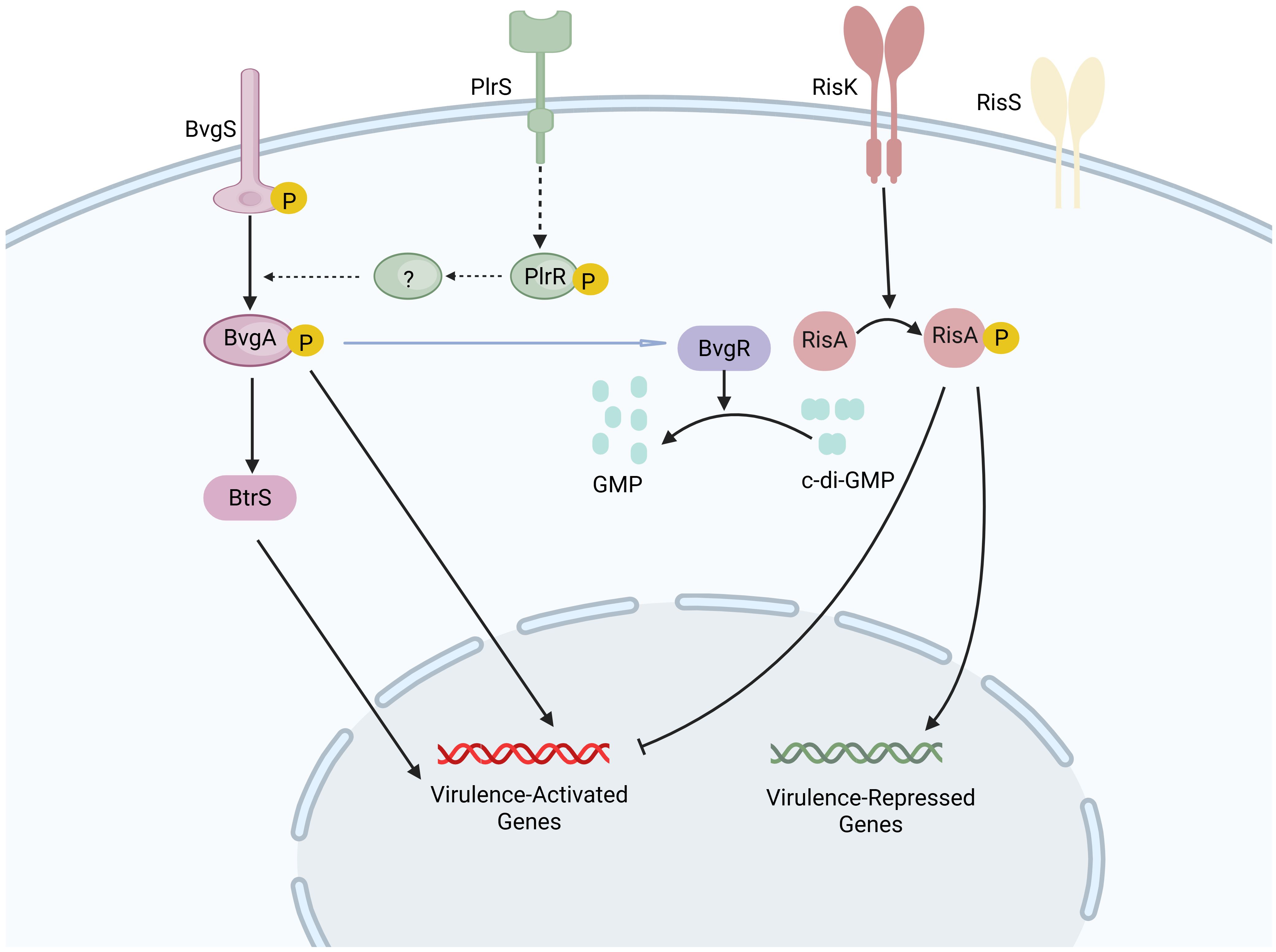 Diagram showing a signaling pathway with proteins BvgS, PlrS, RisK, and RisS activating or repressing gene expression. BvgA activates BtrS and virulence genes. PlrR and BvgR interact with GMP and c-di-GMP. RisA influences virulence repression. Pathway influences virulence gene activation and repression.