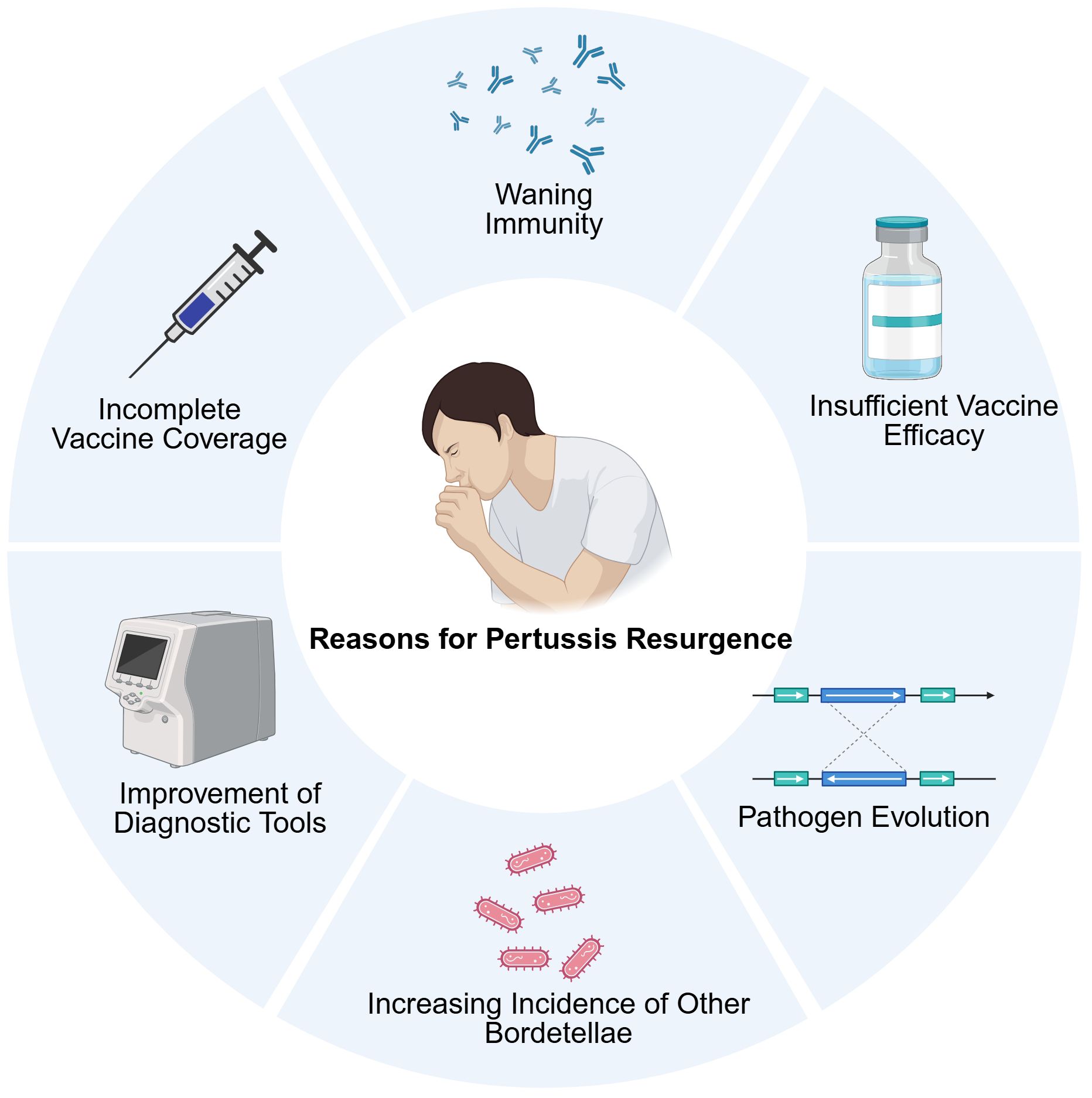 Causes of pertussis resurgence illustrated in a circular diagram. Center features a person coughing. Surrounding segments include waning immunity, insufficient vaccine efficacy, incomplete coverage, improved diagnostic tools, pathogen evolution, and rising incidence of other bordetellae.