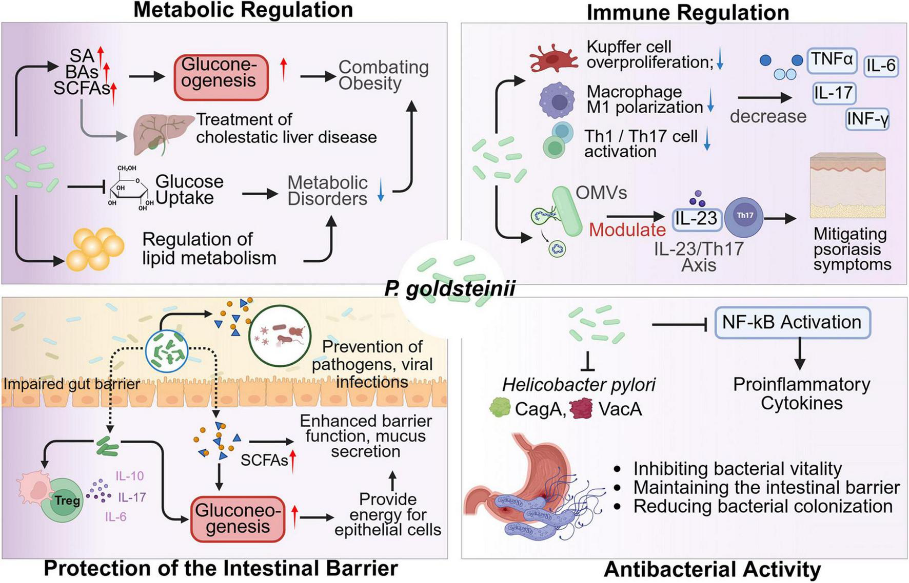 Diagram illustrating the roles of P. goldsteinii in human health. It is divided into four sections: Metabolic Regulation, Immune Regulation, Protection of the Intestinal Barrier, and Antibacterial Activity. Metabolic Regulation shows processes like gluconeogenesis impacting obesity and metabolic disorders. Immune Regulation depicts modulation of immune responses, decreasing inflammatory cytokines, and alleviating psoriasis symptoms. Protection of the Intestinal Barrier highlights enhancing barrier function, preventing infections, and providing energy to epithelial cells. Antibacterial Activity illustrates inhibiting bacterial vitality and maintaining the intestinal barrier against pathogenic bacteria like Helicobacter pylori.