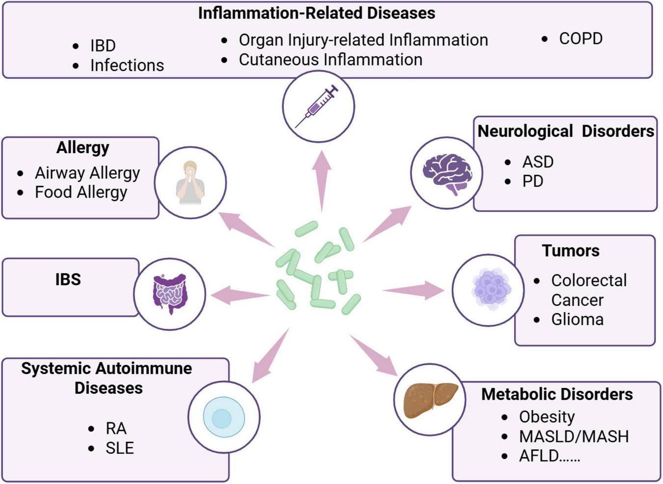 Diagram showing the connections between various diseases and disorders to central bacteria-like shapes. Categories include Inflammation-Related Diseases, Allergy, Neurological Disorders, Tumors, Metabolic Disorders, Systemic Autoimmune Diseases, and IBS. Each category lists specific conditions, indicating potential links to the central bacteria.