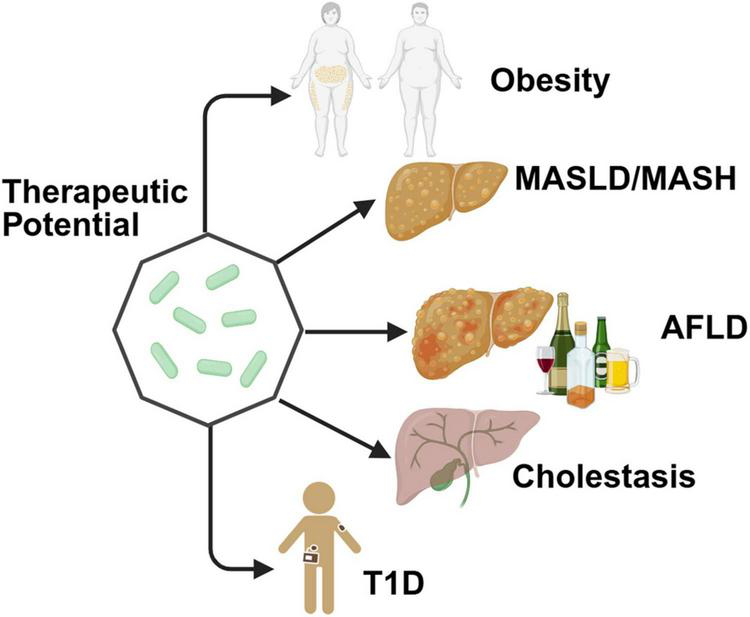 Illustration depicting the therapeutic potential of a treatment targeting various conditions. Obesity is represented by two figures, MASLD/MASH by an inflamed liver, AFLD by a liver with alcoholic beverages, Cholestasis by a liver with bile, and T1D by a person with an insulin pump. Arrows connect these to a central hexagon with green capsules.