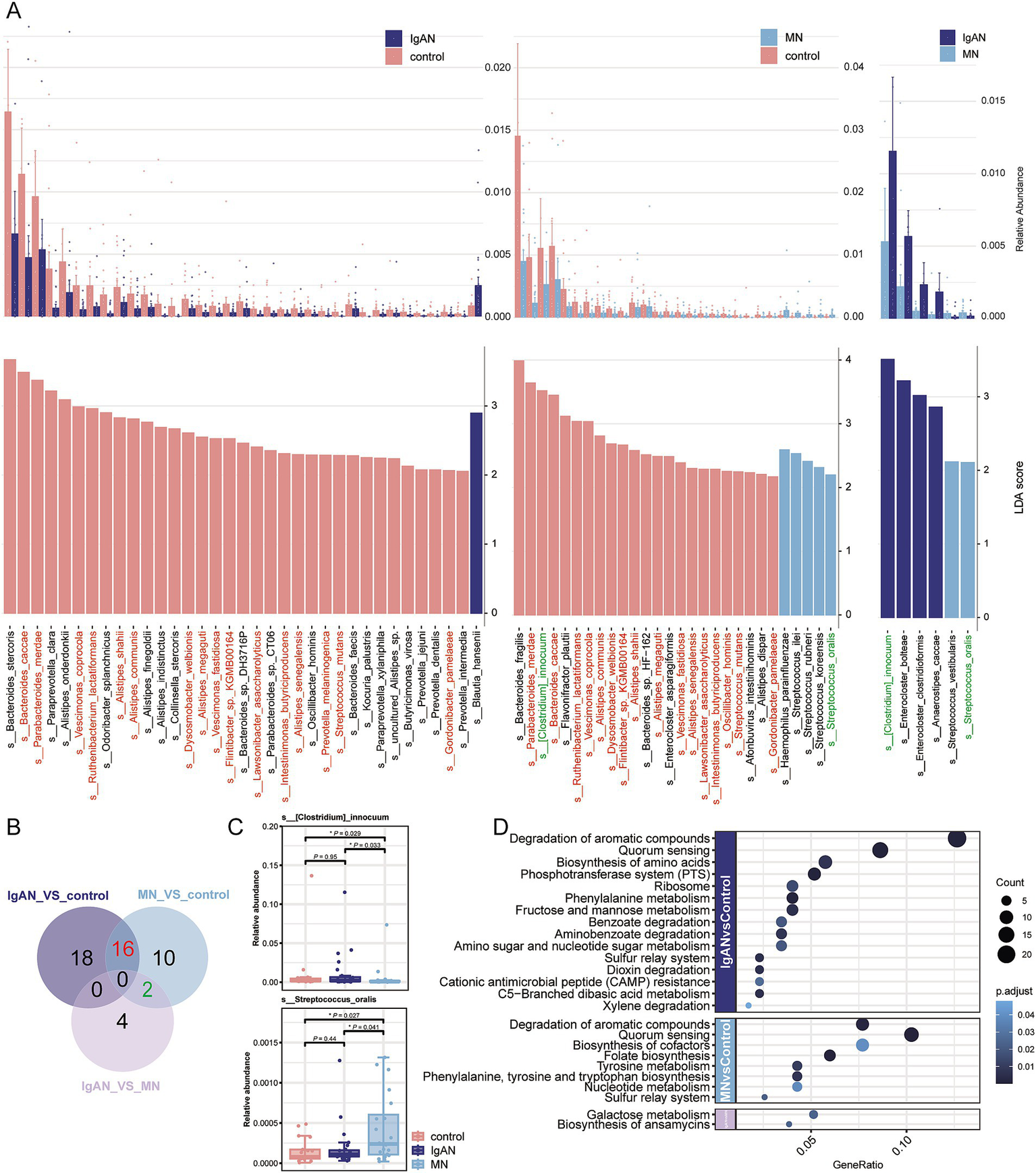 Panel A shows bar charts comparing relative abundances and LDA scores of various taxa between IgAN, MN, and control groups. Panel B displays a Venn diagram illustrating shared and unique taxa among the three groups. Panel C presents box plots of specific taxa with statistical significance marks. Panel D is a dot plot representing gene ratio and adjusted p-values for pathways, differentiated by group.