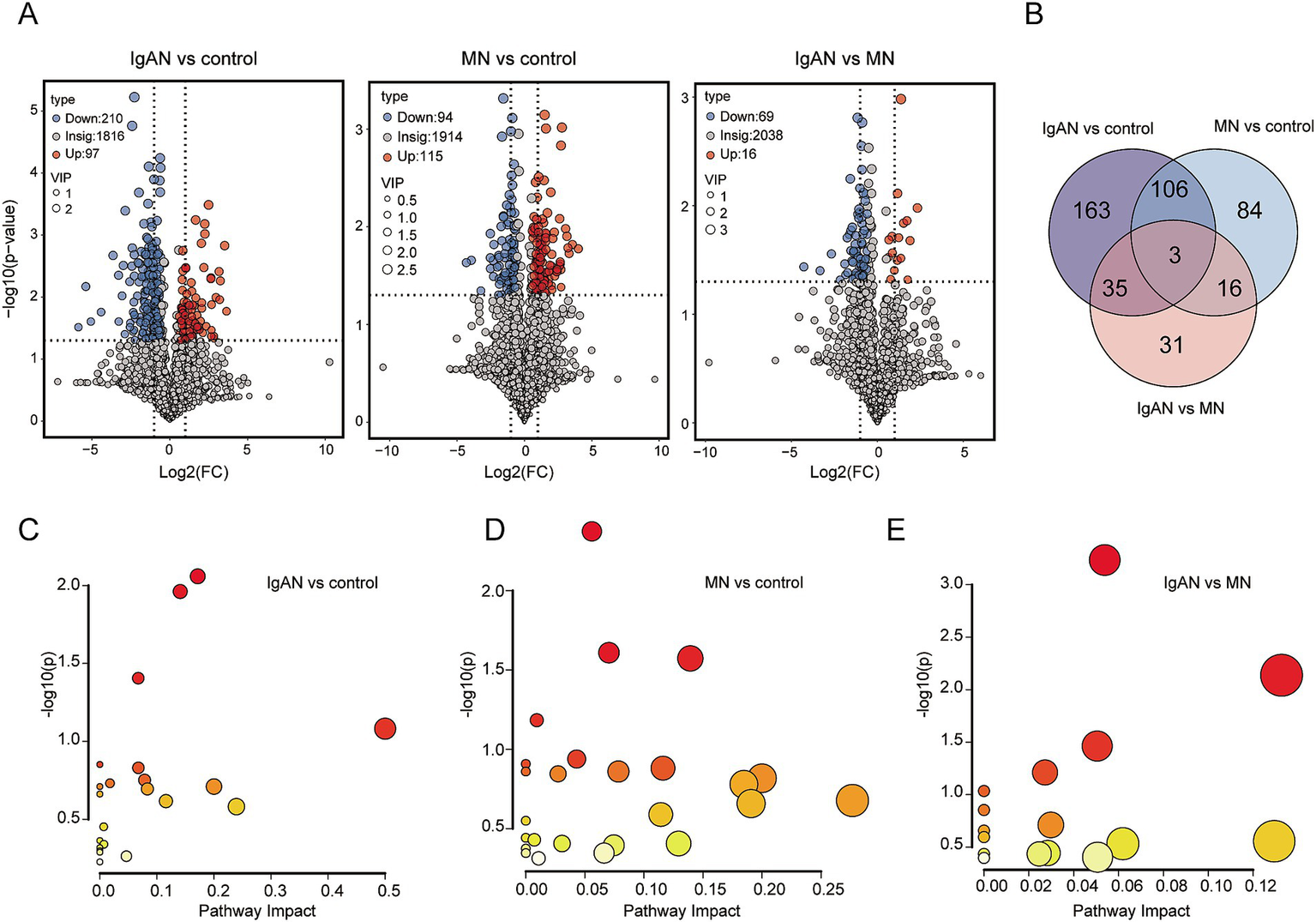 A series of data visualizations related to differential expression and pathway analysis. Panel A shows volcano plots comparing IgAN vs control, MN vs control, and IgAN vs MN, indicating upregulated and downregulated features. Panel B features a Venn diagram showing the overlap of significant features among the three comparisons. Panels C, D, and E present scatter plots for pathway impact analysis, with color and size indicating significance and impact level for IgAN vs control, MN vs control, and IgAN vs MN comparisons, respectively.