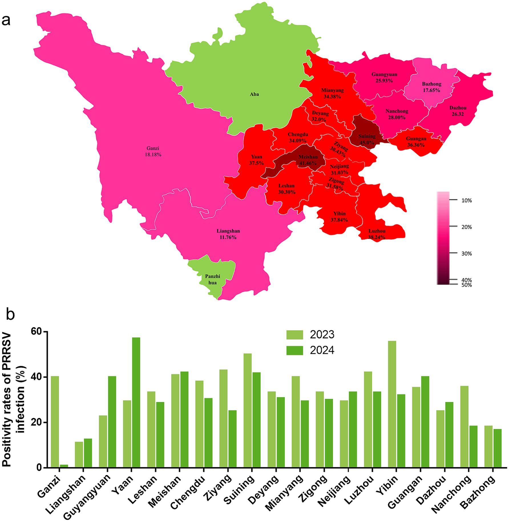 Map of Sichuan province shows PRRSV infection positivity rates across different regions using a color gradient from green (low) to red (high), with specific rates labeled. Below, a bar graph compares 2023 and 2024 PRRSV positivity rates for each region, with two shades of green representing the years.