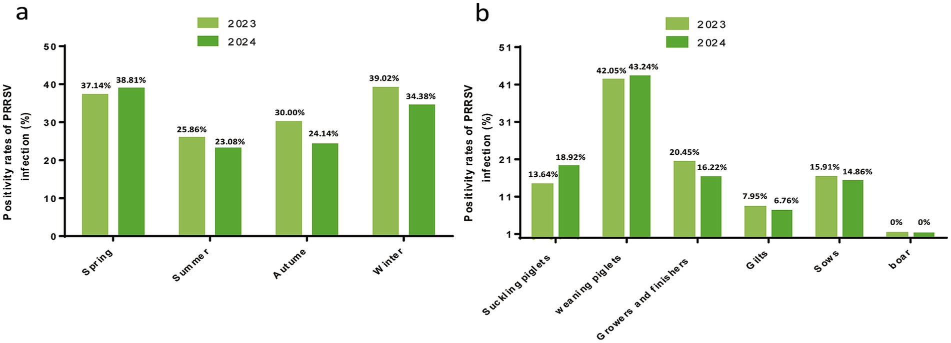 Two bar charts comparing PRRSV infection positivity rates in 2023 and 2024. Chart a shows seasonal data: Spring (37.14% in 2023, 38.81% in 2024), Summer (25.86% in 2023, 23.08% in 2024), Autumn (30.00% in 2023, 24.14% in 2024), Winter (39.02% in 2023, 34.38% in 2024). Chart b shows different pig categories: Suckling piglets (13.64% in 2023, 18.92% in 2024), Weaning piglets (42.05% in 2023, 43.24% in 2024), Growers and finishers (20.45% in 2023, 16.22% in 2024), Gilts (7.95% in 2023, 6.76% in 2024), Sows (15.91% in 2023, 14.86% in 2024), Boars (0% in both years).