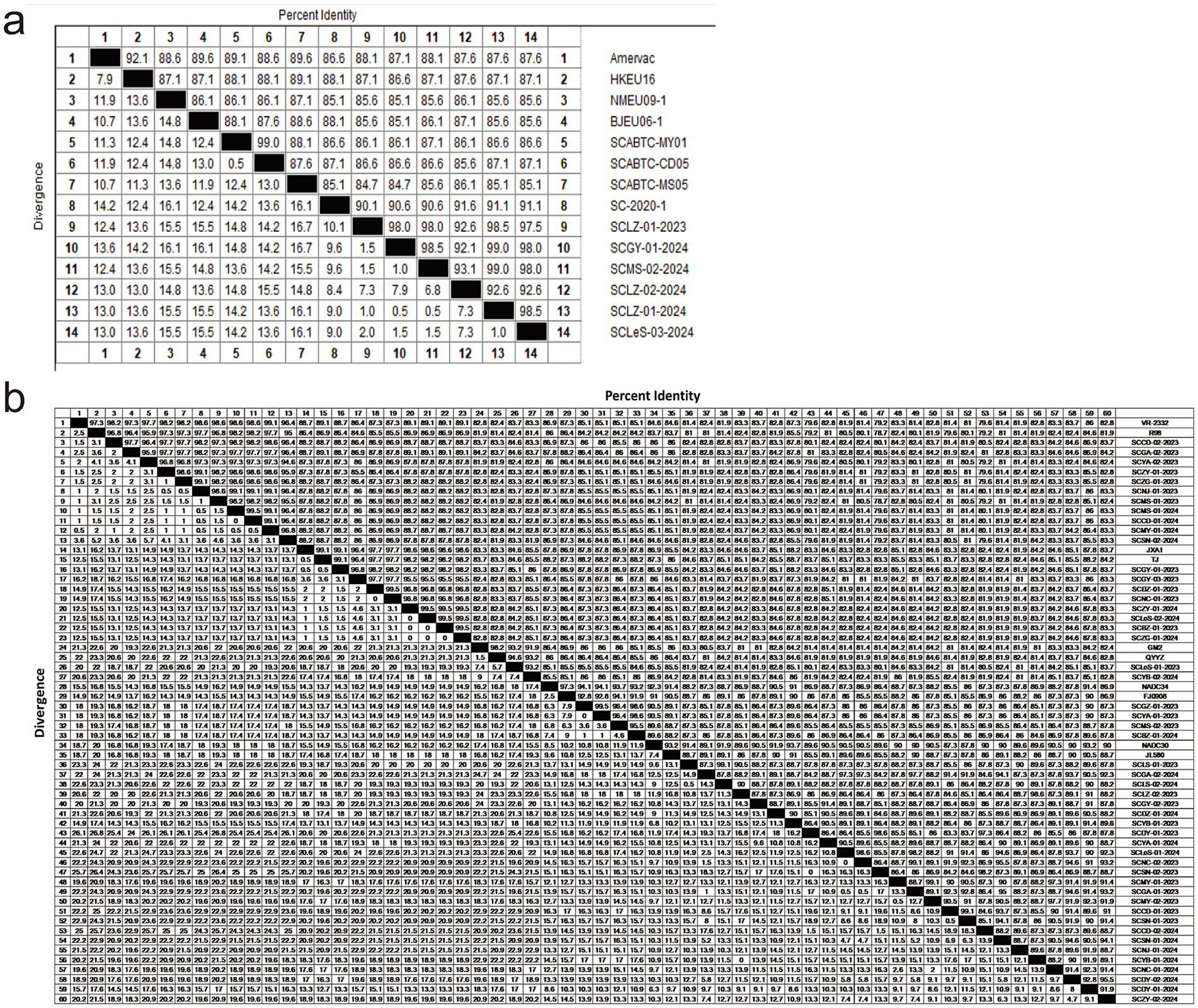 Two percent identity matrices comparing different samples. Panel a shows a 14 by 14 matrix with samples labeled from Amenac to SCL8-S-03-2024. Panel b shows a larger matrix with more samples, ranging from VR-2022 to SCL-01-2021. Both matrices display black diagonal lines indicating identical comparisons between the same samples. The divergence values are displayed along the left side of each matrix.