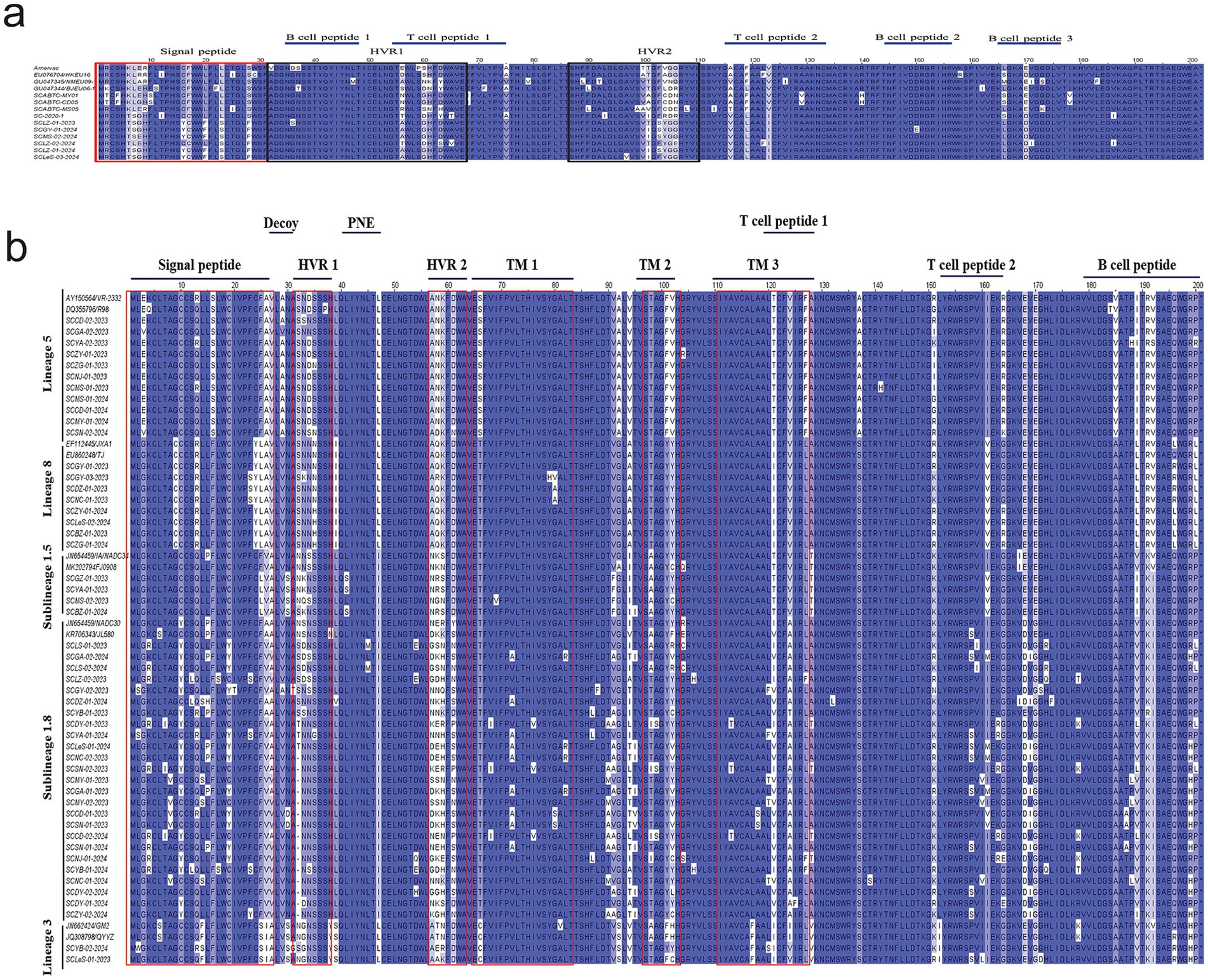 Genetic sequence alignment charts show multiple sequence alignments of different protein chains. Section a includes signal peptides, B cell peptides, T cell peptides, and hypervariable regions. Section b features various lineages and sublineages with distinct signal peptides, decoys, transmembrane regions, and immune cell peptides. Aligned sequences are color-coded, primarily in blue, with variations highlighted in white.