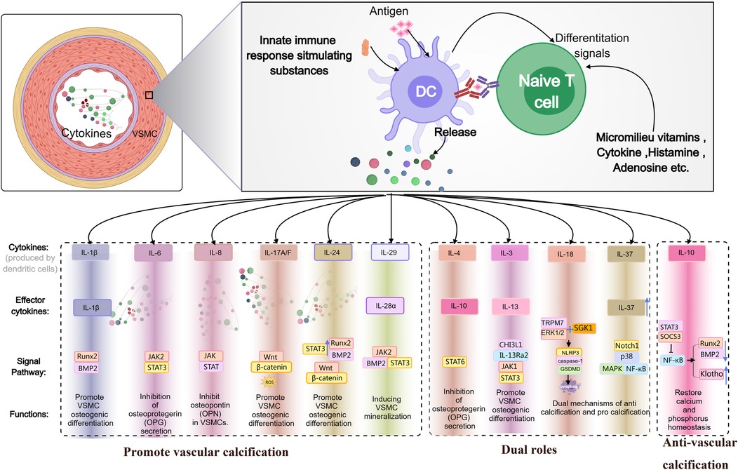 Diagram illustrating the immune response and its role in vascular calcification. Dendritic cells release cytokines, stimulating naïve T cells. The diagram details various interleukins (IL-1β, IL-6, IL-8, etc.) involved in promoting, inhibiting, or dual roles in vascular calcification through different signaling pathways like JAK/STAT, Wnt/β-catenin. Function highlights include promoting VSMC differentiation, inhibiting osteoprotegerin secretion, and balancing calcium and phosphorus. The process is divided into sections for promoting vascular calcification, dual roles, and anti-calcification.