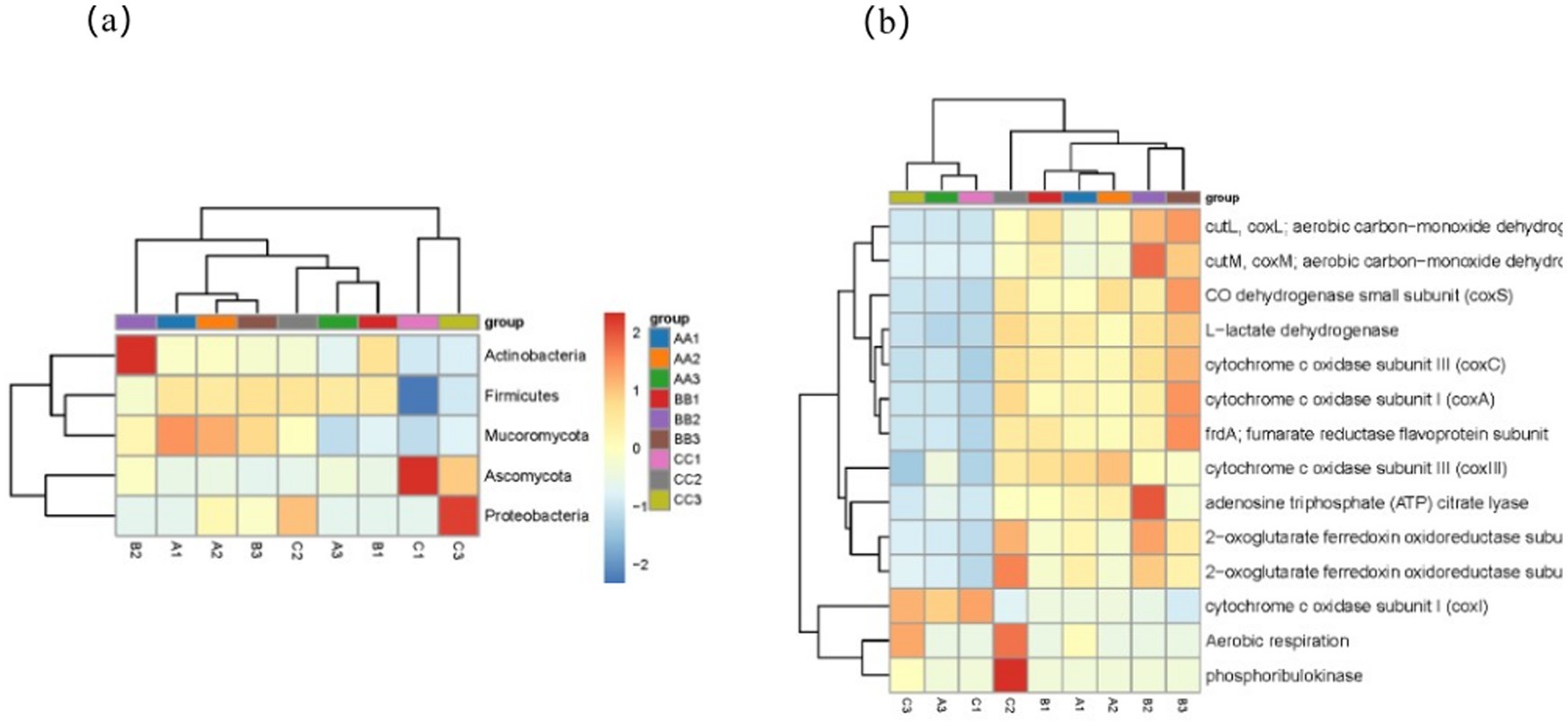 Two heatmaps labeled (a) and (b) display hierarchical clustering of microbial groups and functional genes. The heatmaps show color gradients from blue to red, indicating data values between negative two and positive two. Rows in (a) represent bacterial and fungal phyla, and in (b), they represent functional genes like cytochrome c oxidase subunits. Columns correspond to sample groups labeled AA1 to CC3. A color legend at the right specifies sample group codes.