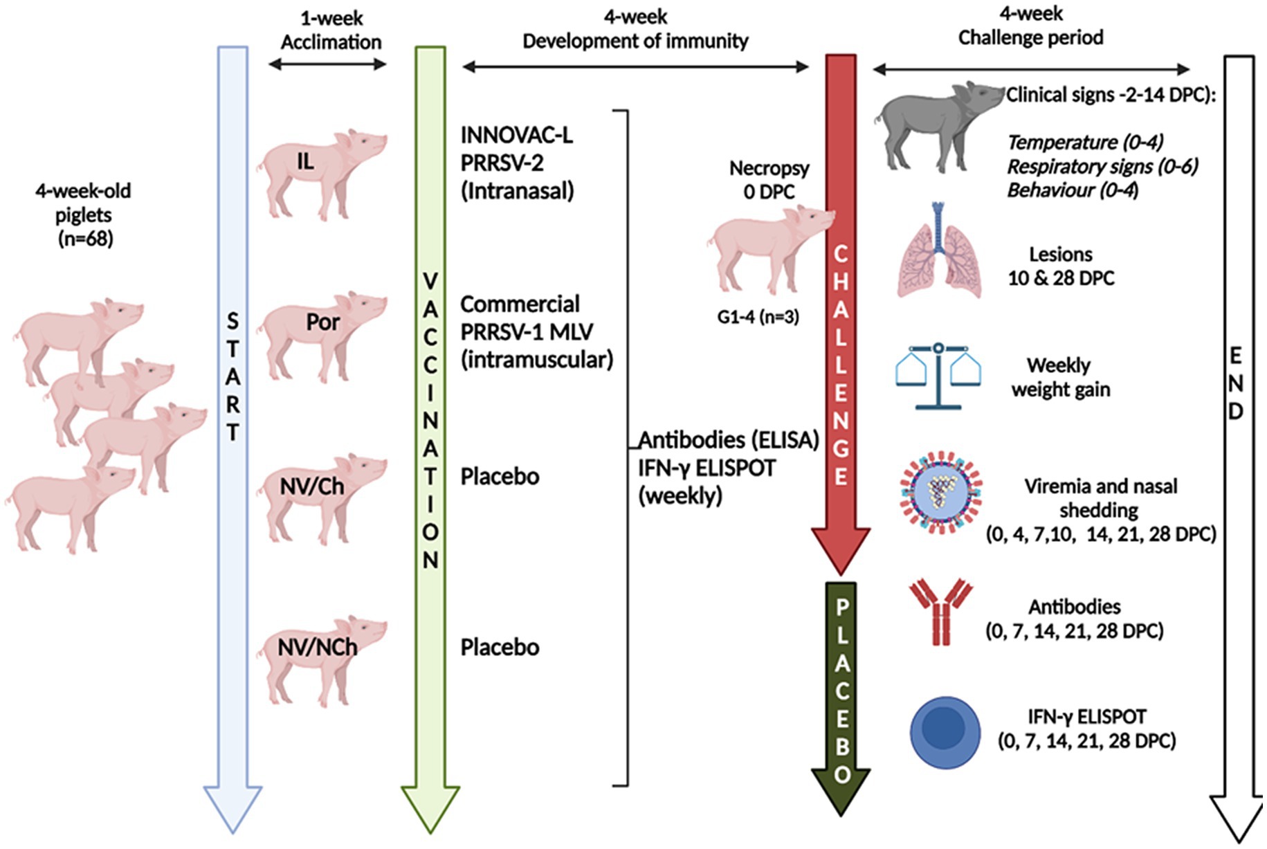 Diagram outlining a piglet study over a 10-week period involving vaccination and challenge phases. Initial 1-week acclimation for 4-week-old piglets, followed by vaccination with INNOVAC-L PRRSV-2, commercial PRRSV-1 MLV, or placebo. Immunity develops over 4 weeks. During the challenge period, clinical signs, including temperature, respiratory signs, and behavior, are monitored. Necropsy is performed at day 0 post-challenge, and evaluations such as lesions, weight gain, viremia, nasal shedding, antibodies, and IFN-γ ELISPOT assessments occur on specified days.