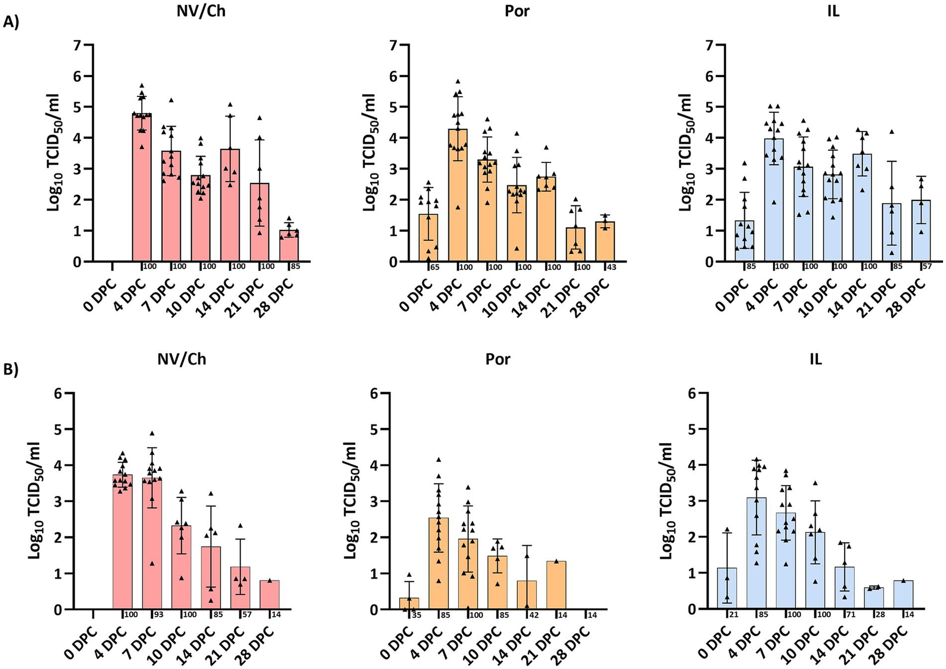 Bar charts showing viral loads measured as Log10 TCID50/ml over time (DPC: days post-challenge) for three groups: NV/Ch, Por, and IL, across two panels (A and B). Each group displays data at 0, 4, 7, 10, 14, 21, and 28 DPC with color-coded bars: red for NV/Ch, orange for Por, and blue for IL. Error bars indicate standard deviation, and proportion of infected animals are listed below each time point. Panel A shows higher viral loads at 4DPC with proportions of positive animals decreasing at 28 DPC. Panel B exhibits a similar trend, with viral loads peaking at 7 and 10 DPC and lower at 28 DPC.