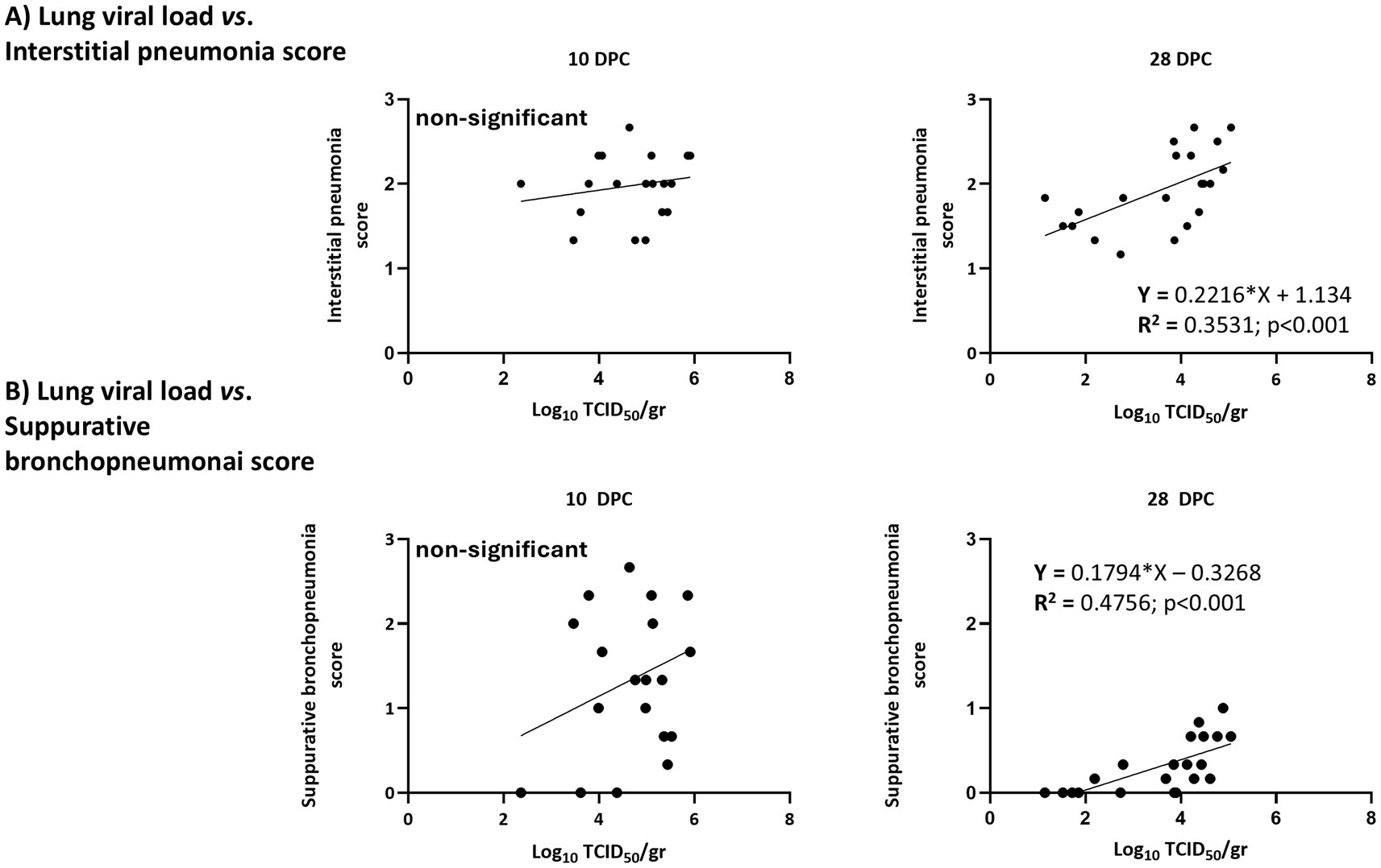 Scatter plots depicting the relationship between lung viral load and pneumonia scores. Panel A shows interstitial pneumonia score versus viral load at 10 and 28 days post-challenge (DPC). The 10 DPC plot is labeled non-significant, while the 28 DPC plot includes a regression line with R² = 0.3531 and p<0.001. Panel B displays suppurative bronchopneumonia score versus viral load, with the 10 DPC plot also non-significant. The 28 DPC plot shows a regression line with R² = 0.4756 and p<0.001.