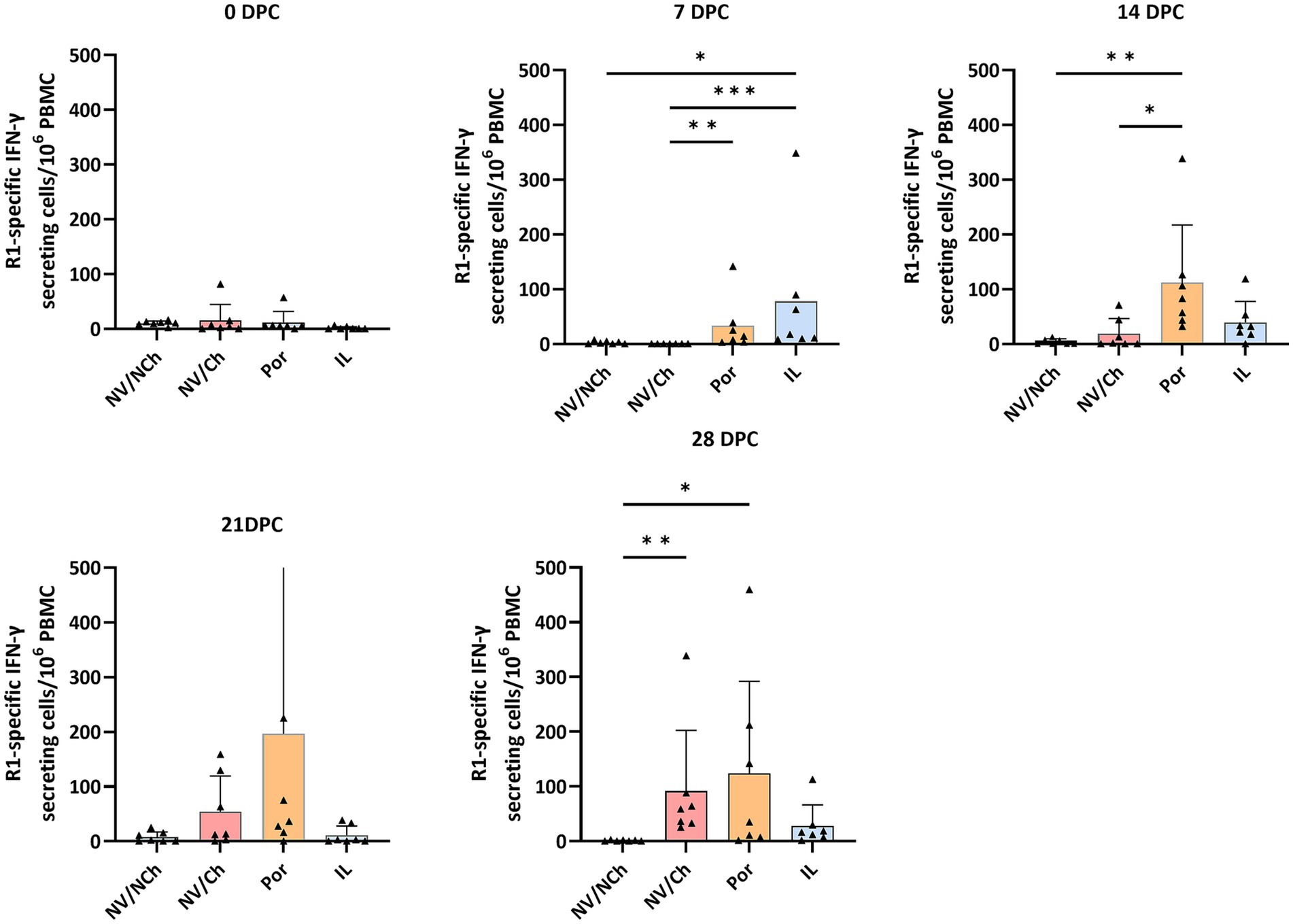 Bar graphs showing R1-specific IFN-gamma secreting cells per million PBMCs at various days post-challenge (DPC): 0, 7, 14, 21, and 28. Four groups are compared: NV/NCh, NV/Ch, Por, and IL. Notable increases occur in Por and IL groups, especially at 7 DPC, with statistical significance marked by asterisks. Bars include error margins.