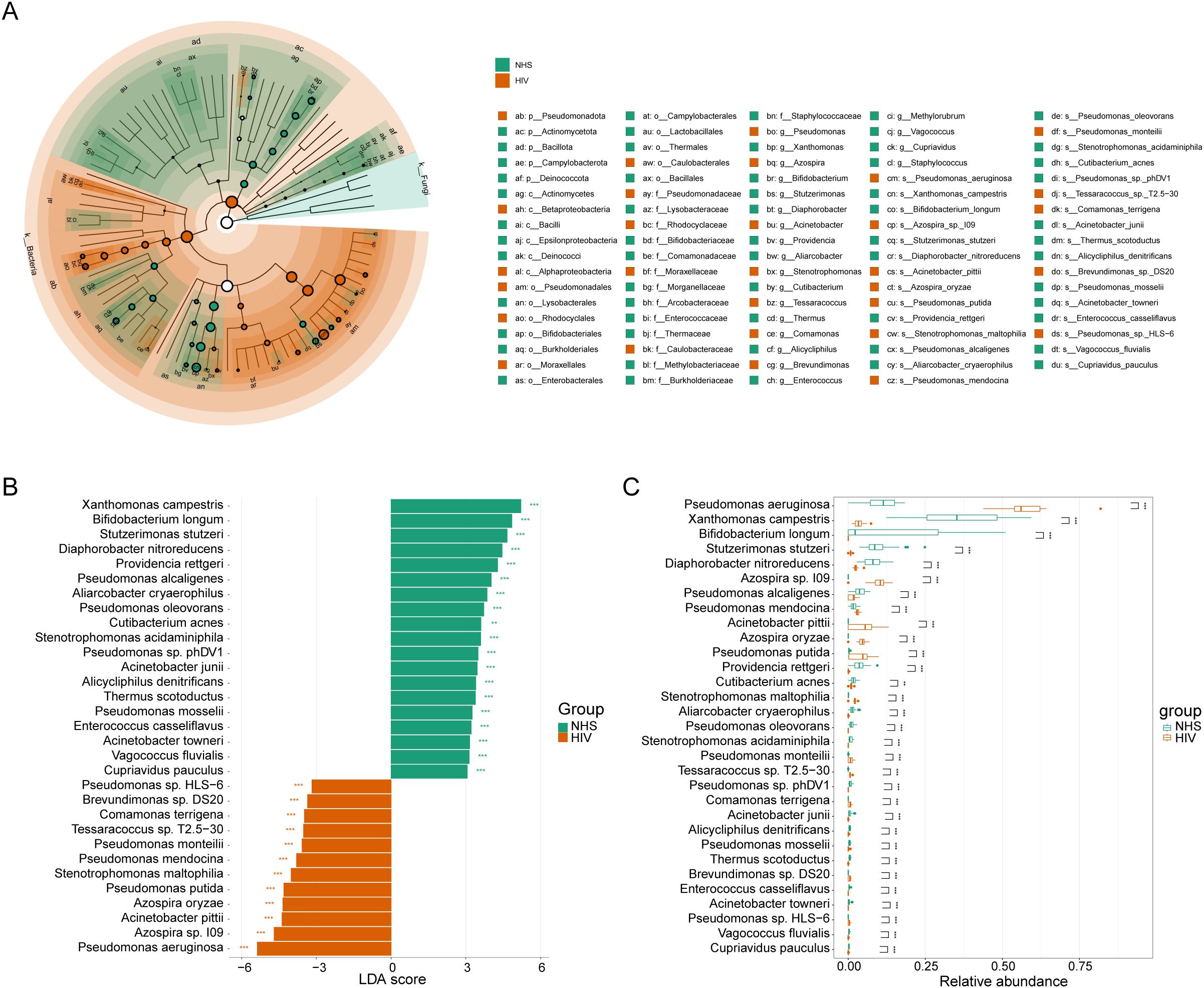 Composite figure with three panels illustrating differential bacterial taxa between the NHS and HIV groups. Panel A shows an LEfSe cladogram depicting taxonomic differences from the phylum to species levels, with nodes colored green (NHS) and orange (HIV) to indicate taxa enriched in each group. Panel B shows a bar plot of LDA scores ranking differentially abundant species at the species level, with higher scores indicating greater contribution to group differentiation. Panel C displays box plots comparing the relative abundances of 31 representative species identified in Panel B, highlighting differences between the NHS and HIV groups.