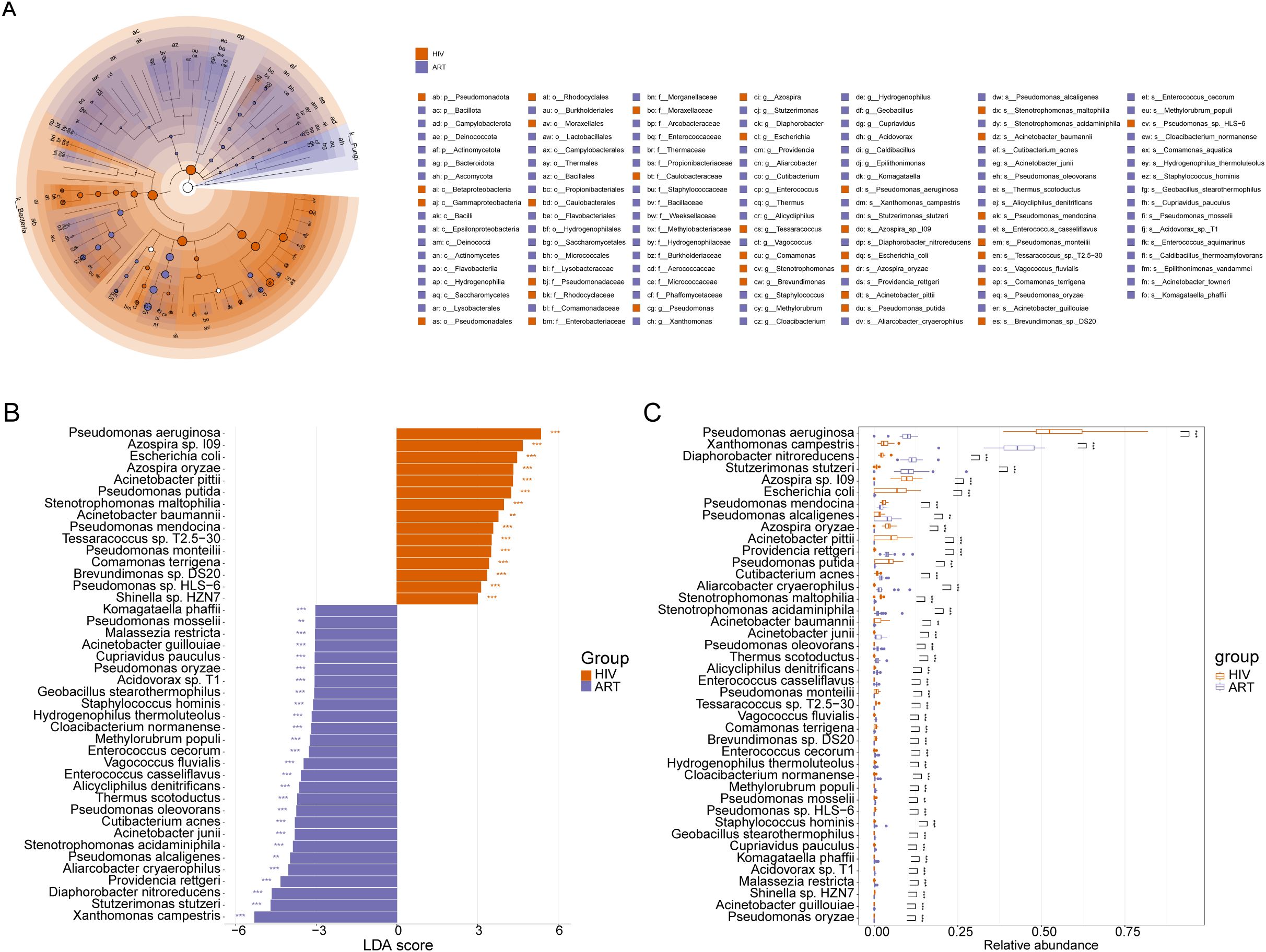 Composite figure with three panels illustrating differential bacterial taxa between the HIV and ART groups. Panel A shows an LEfSe cladogram depicting taxonomic differences from the phylum to species levels, with nodes colored orange (HIV) and purple (ART) to indicate taxa enriched in each group. Panel B shows a bar plot of LDA scores ranking differentially abundant species at the species level, with higher scores indicating greater contribution to group differentiation. Panel C displays box plots comparing the relative abundances of 43 representative species identified in Panel B, highlighting differences between the HIV and ART groups.