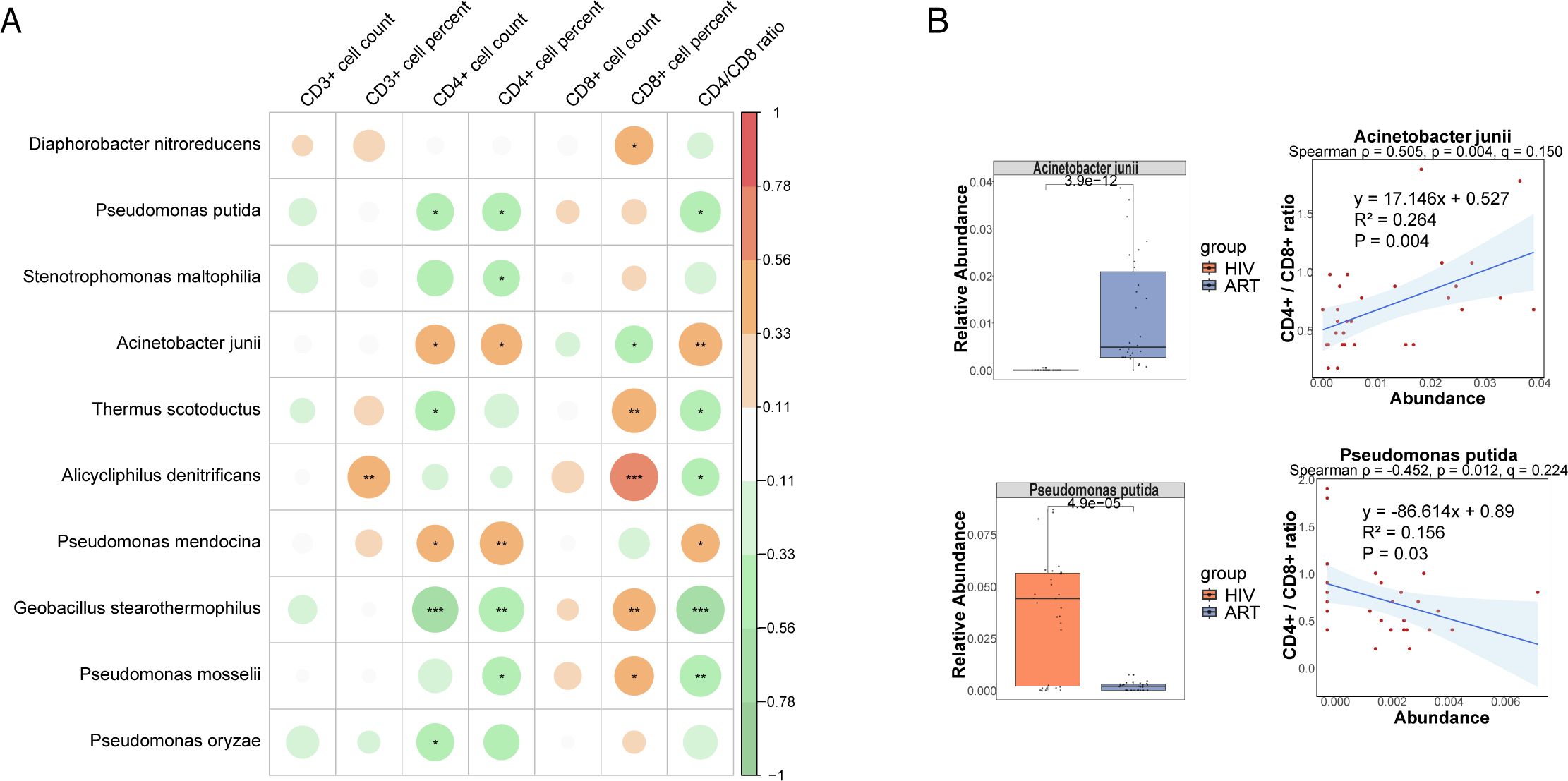 Panel A shows a correlation matrix of bacterial species and immune cell counts, with circle size indicating strength and color representing direction. Panel B includes two graphs: box plots of Acinetobacter junii and Pseudomonas putida showing relative abundance differences between HIV and ART groups, alongside scatter plots depicting CD4/CD8 ratio correlations with respective bacterial abundance, marked by regression lines and statistical details.