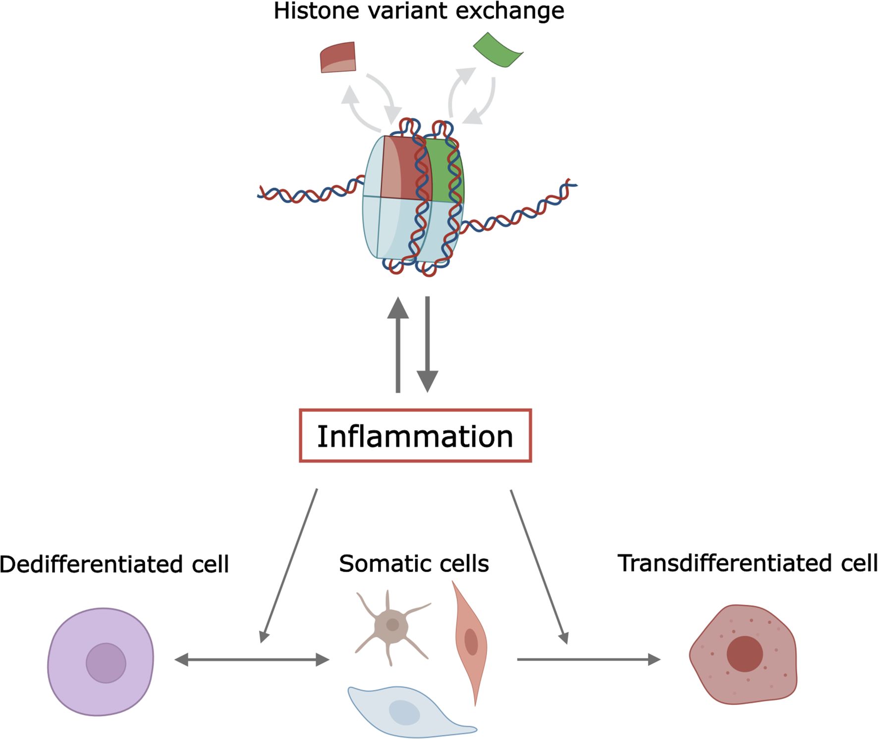 Diagram illustrating histone variant exchange and its relation to inflammation. It shows DNA and histone interaction, with arrows indicating inflammation influencing dedifferentiated cells to become somatic or transdifferentiated cells.