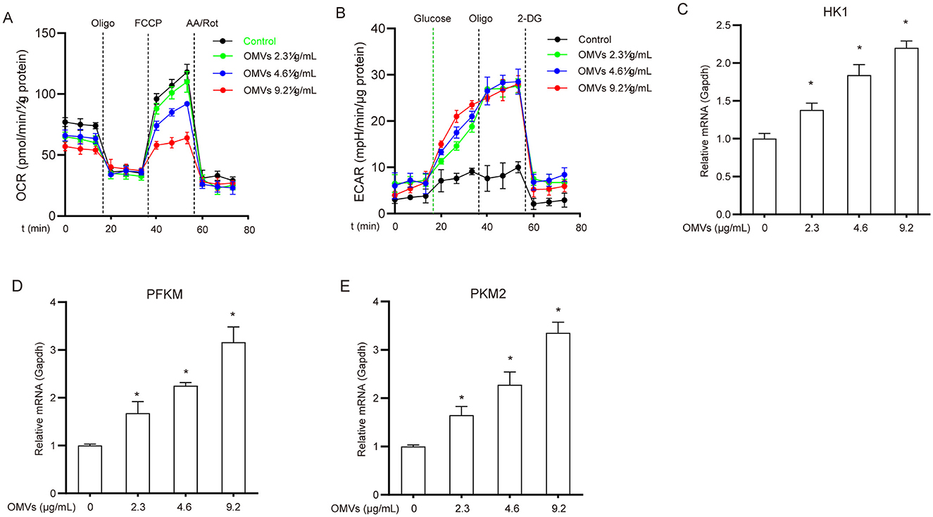 Graphical representation of cellular metabolic activity with varying concentrations of OMVs. (A) OCR analysis shows a decrease with increasing OMV concentration after initial stabilization. (B) ECAR increases with higher OMV levels. Error bars indicate standard deviation. (C-E) Bar graphs indicate relative mRNA levels of HK1, PFKM, and PKM2, showing a dose-dependent increase in mRNA expression with higher OMV concentrations, marked by asterisks for significant differences.