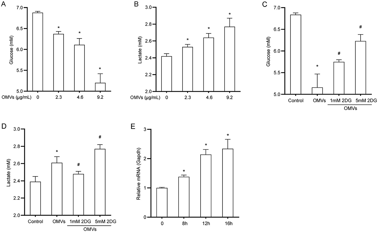 Graph series depicting glucose and lactate concentrations and relative mRNA levels. Graph A shows a decrease in glucose with increasing OMVs concentration. Graph B indicates an increase in lactate with higher OMVs concentration. Graph C illustrates glucose levels across control, OMVs, and 2DG treatments. Graph D displays lactate levels with the same treatments. Graph E shows an increase in relative mRNA (Gapdh) over time at 0, 8, 12, and 16 hours. Asterisks and hash symbols indicate statistical significance.