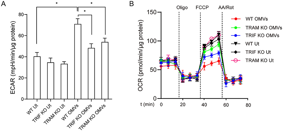 Panel A shows a bar graph illustrating ECAR measurements for different conditions, including WT Ut, TRIF KO Ut, TRAM KO Ut, and OMV treatments with asterisks denoting significant differences. Panel B displays a line graph of OCR over time, with different colors representing conditions such as WT OMVs, TRAM KO OMVs, and TRIF KO OMVs. Key time points are marked with Oligo, FCCP, and AA/Rot. Error bars indicate variability.