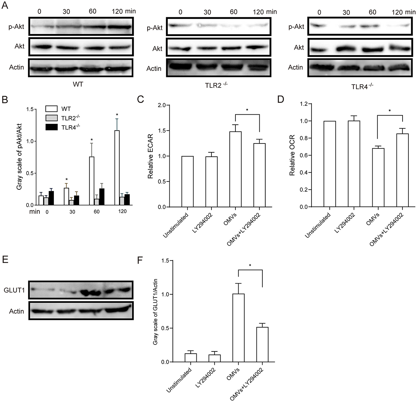 Western blot and bar graphs analyze protein expression and cell metabolism. Panel A shows p-Akt, Akt, and Actin levels at different times for WT, TLR2−/−, and TLR4−/−. Panel B compares gray scale of p-Akt/Akt. Panels C and D depict ECAR and OCR differences under various conditions. Panel E displays GLUT1 and Actin blots. Panel F provides gray scale of GLUT1/Actin ratios. Asterisks indicate significant differences.