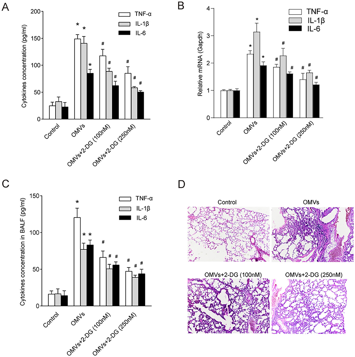 Four panels depicting the effects of OMVs and 2-DG on cytokine levels and lung tissue. Panel A shows a bar graph of cytokine concentration (TNF-, IL-1β, IL-6) in pg/ml. Panel B displays relative mRNA levels of cytokines. Panel C illustrates cytokine concentration in bronchoalveolar lavage fluid. Panel D provides histological images of lung tissue under various treatments: control, OMVs, OMVs with 2-DG at 100 mM, and 250 mM. Data suggests effects on inflammation and lung pathology across different treatments.