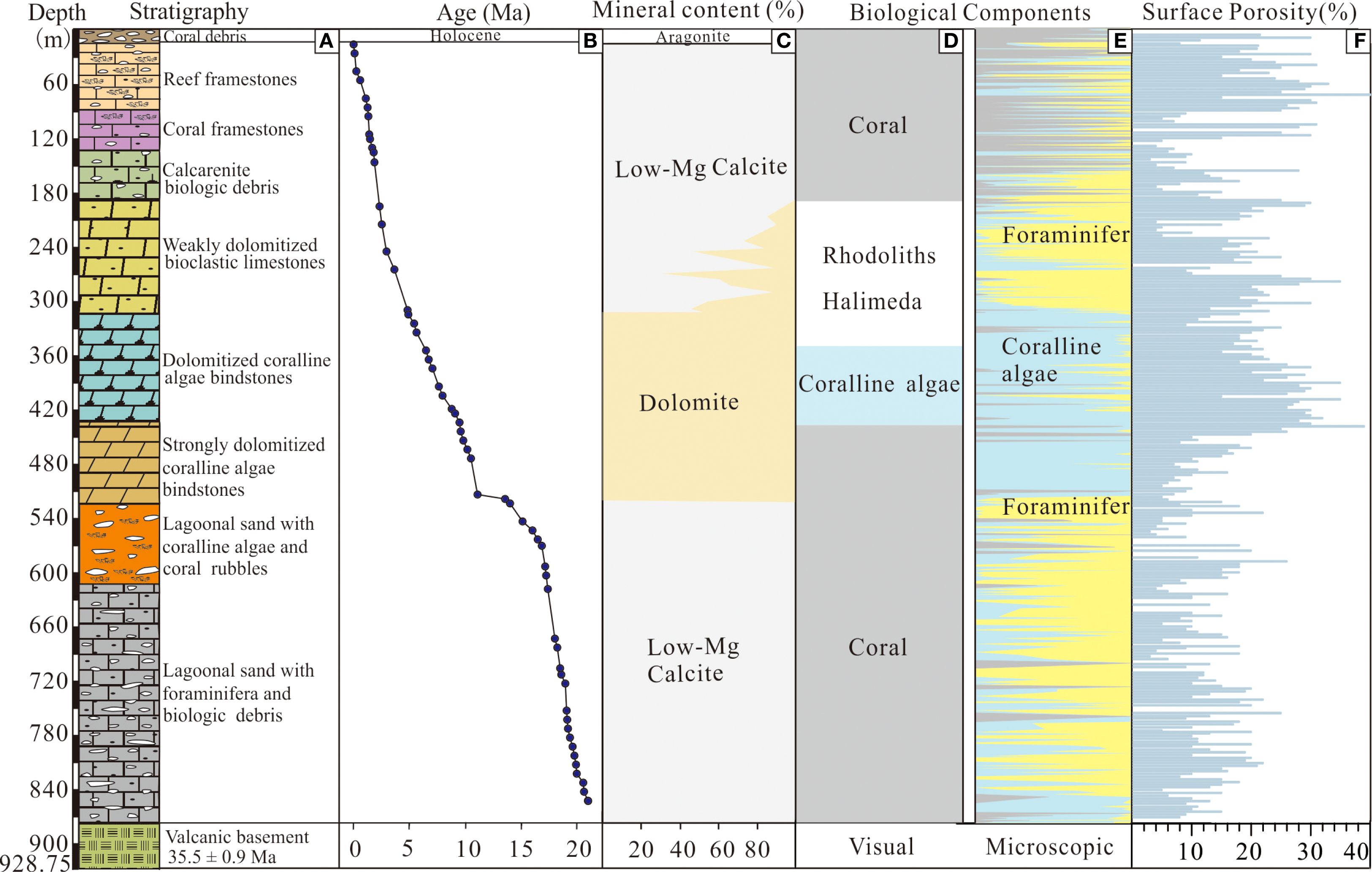 Chart illustrating the stratigraphy, age, mineral content, biological components, and surface porosity of rock layers from a depth of zero to nine hundred twenty-eight point seventy-five meters. It details various formations, including coral debris, limestone, dolomite layers, and volcanic basement. The age ranges up to the Holocene. Mineral content is depicted with variations of aragonite, dolomite, and calcite. Biological components include coral, coralline algae, rhodoliths, Halimeda, and foraminifera. Surface porosity values range from zero to forty percent.
