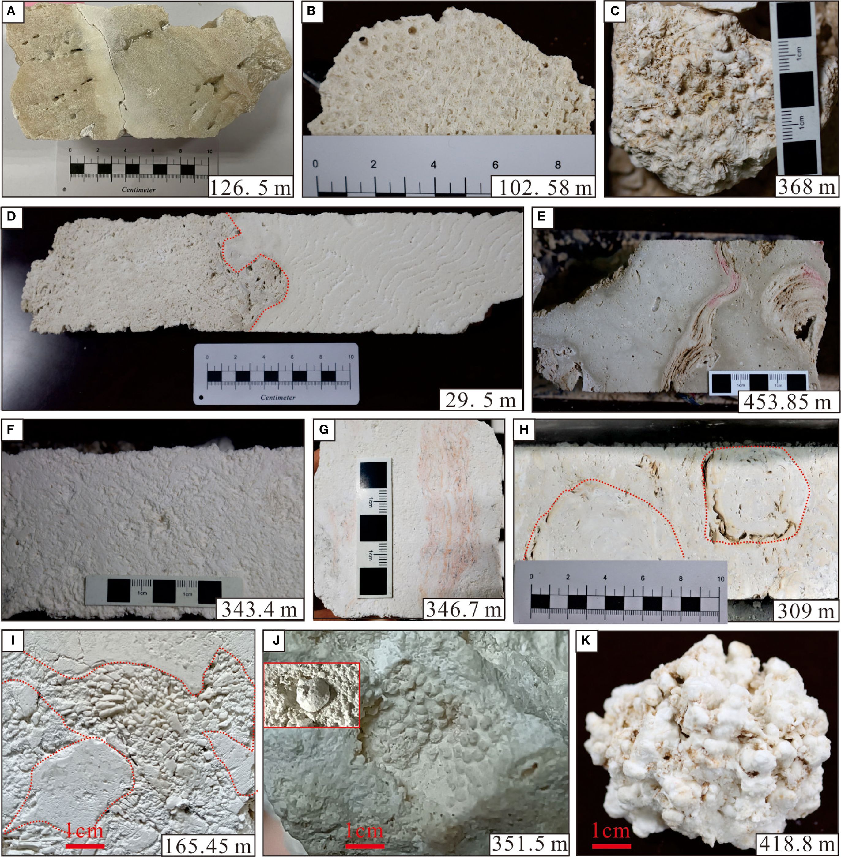 Various close-up images of biological composition from different depths in coral reef core, labeled A to K. Each sample is shown with a scale for size reference, displaying diverse textures and markings. Depths range from 29.5 meters to 453.85 meters, showcasing a variety of geological formations.