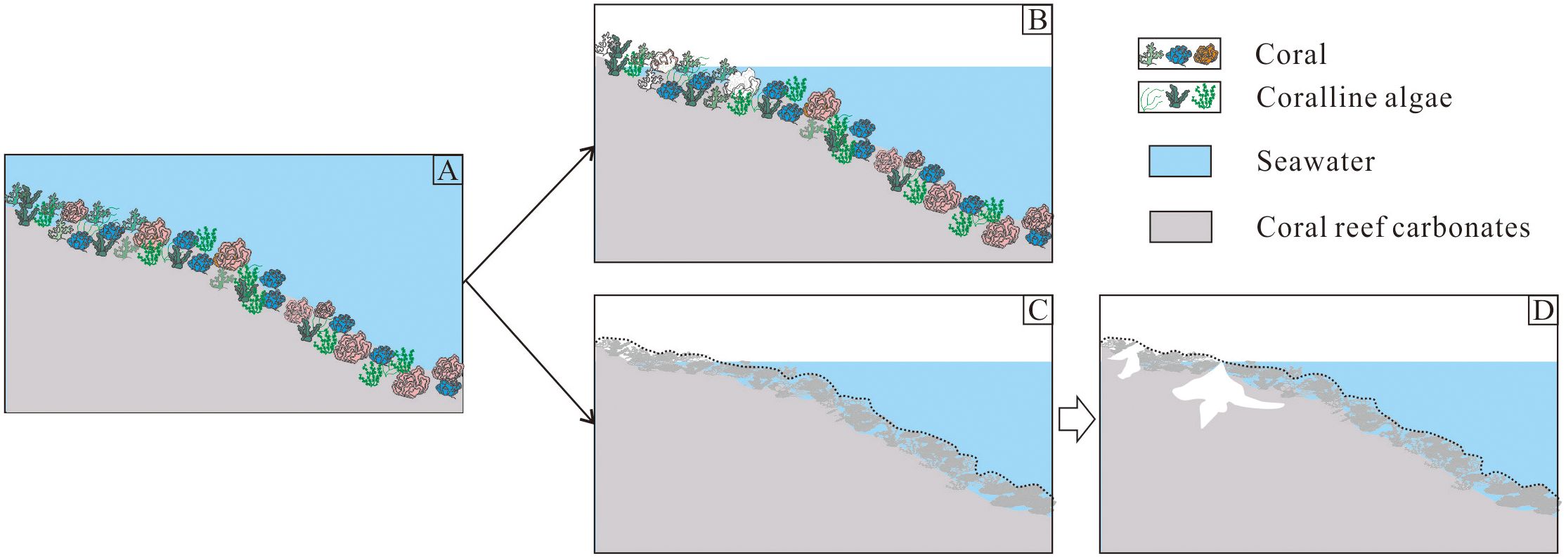 Diagram depicting the model of selective dissolution and non-selective dissolution. Panel (a) shows initial formation state of reef carbonate rocks. Panel (b) illustrates early-stage reef carbonate rocks after selective dissolution. Panel (c) shows reef carbonate rocks following subsequent diagenesis. Panel (d) highlights diagenetically altered reef carbonate rocks after non-selective dissolution.