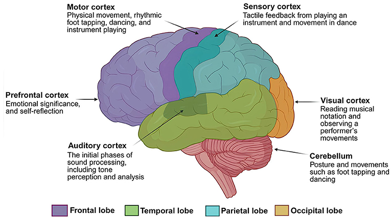 Illustration of the brain highlighting regions related to music cognition: Motor cortex (physical movement), Sensory cortex (tactile feedback), Prefrontal cortex (emotion and reflection), Auditory cortex (sound processing), Visual cortex (reading and observation), and Cerebellum (posture and movement). Labeled with color-coded areas: frontal (purple), temporal (green), parietal (blue), and occipital (orange) lobes.