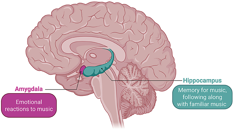 Illustration of a human brain highlighting the amygdala and hippocampus. The amygdala is associated with emotional reactions to music, while the hippocampus relates to memory for music and following familiar tunes.