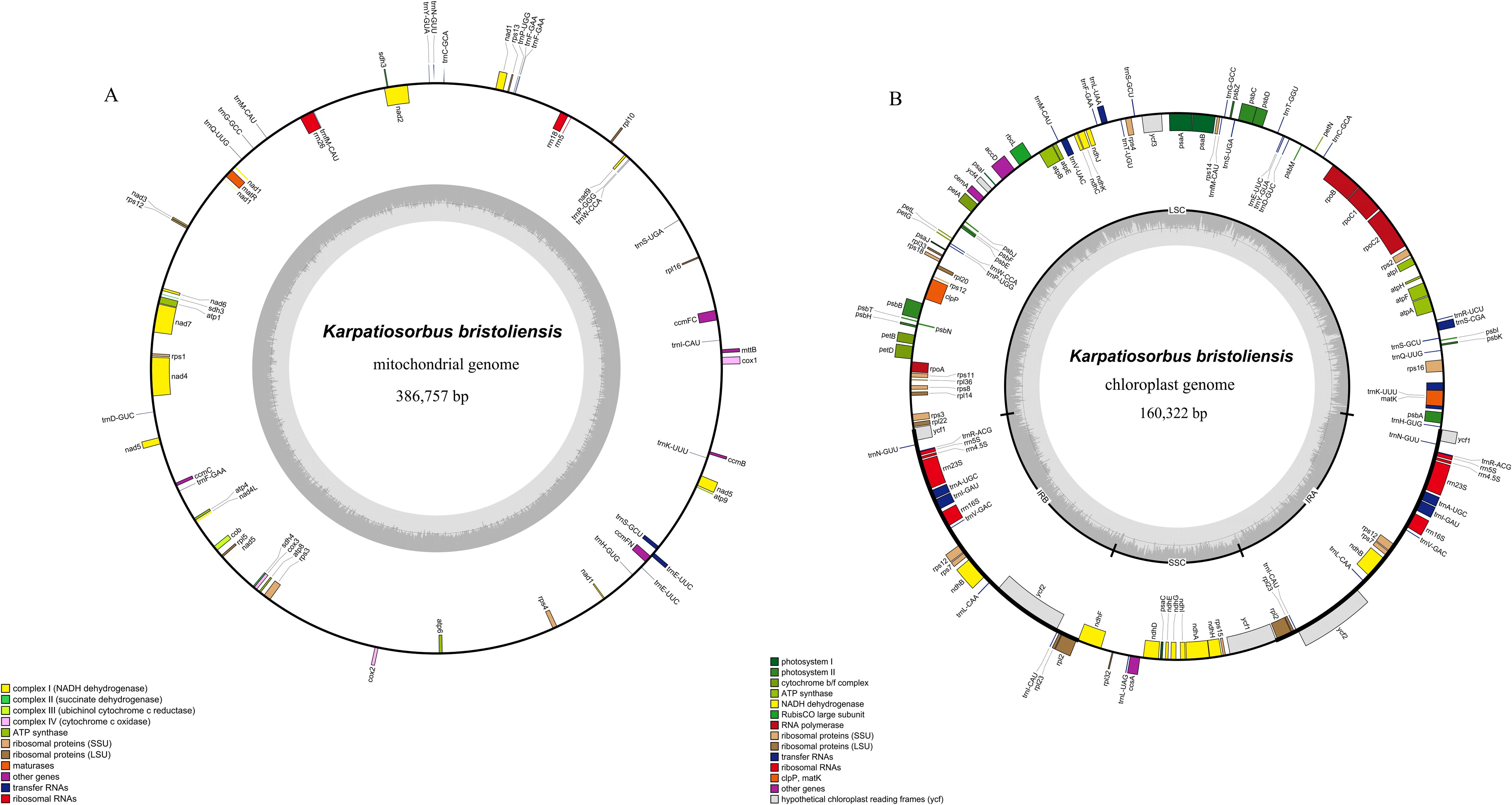 Circular diagrams depict the mitochondrial and chloroplast genomes of Karpatiosorbus bristoliensis. Diagram A shows the mitochondrial genome with 386,757 base pairs, highlighting various genes and their functions in different colors. Diagram B illustrates the chloroplast genome with 160,322 base pairs, also color-coded for gene identification. Both diagrams include labeled segments representing gene categories, with legends for function types, such as transfer RNAs and ribosomal RNAs.