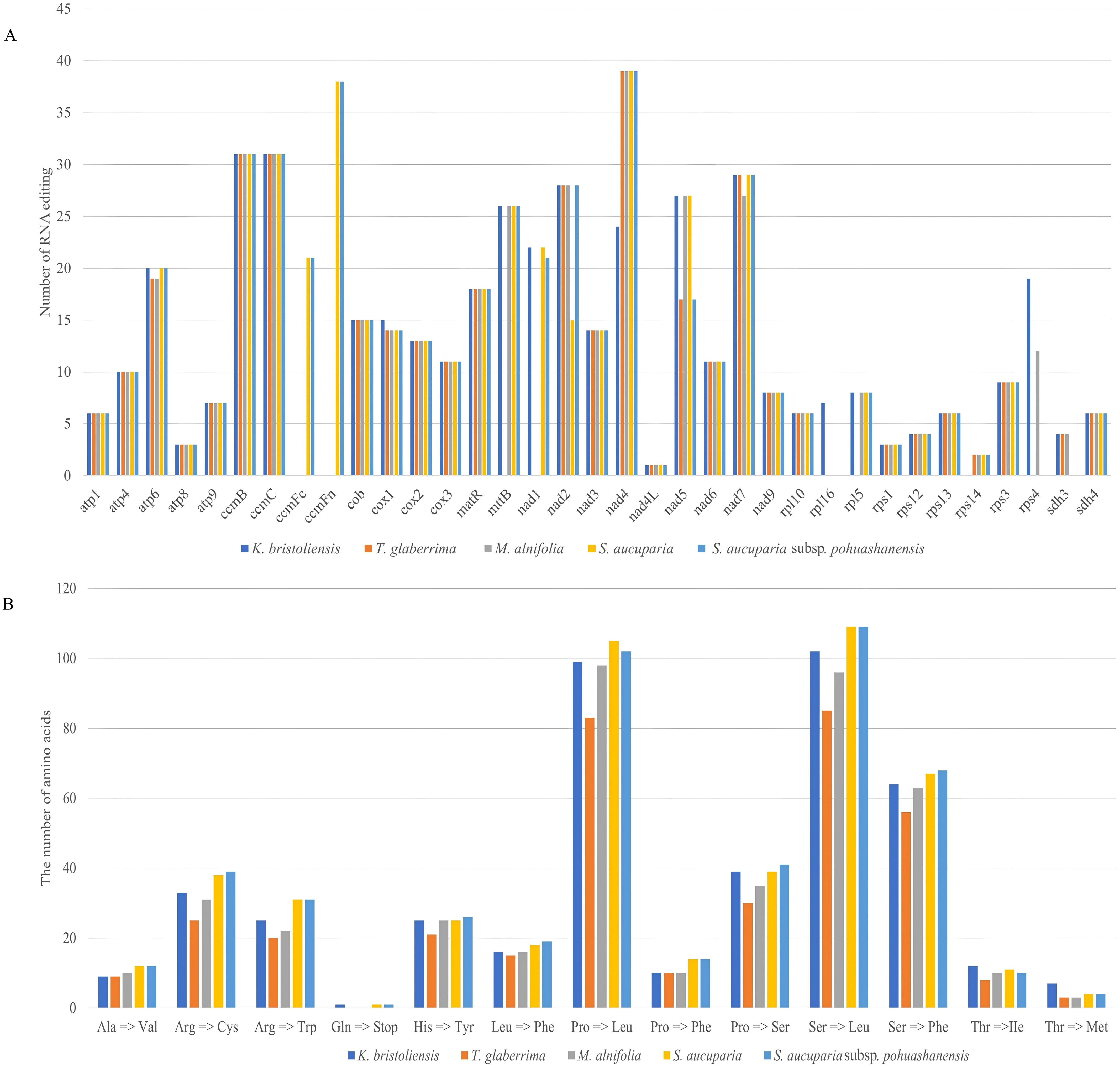 Two bar graphs show RNA editing in five species: *K. bristolensis*, *T. glaberrima*, *A. alnifolia*, *S. aucuparia*, and *S. aucuparia* subsp. *pohuashanensis*. Graph A displays RNA editing numbers per gene site, with *ndhB* showing the highest editing. Graph B details amino acid changes, with Pro to Ser and Ser to Phe being the most frequent. Each species is represented by a different colored bar.