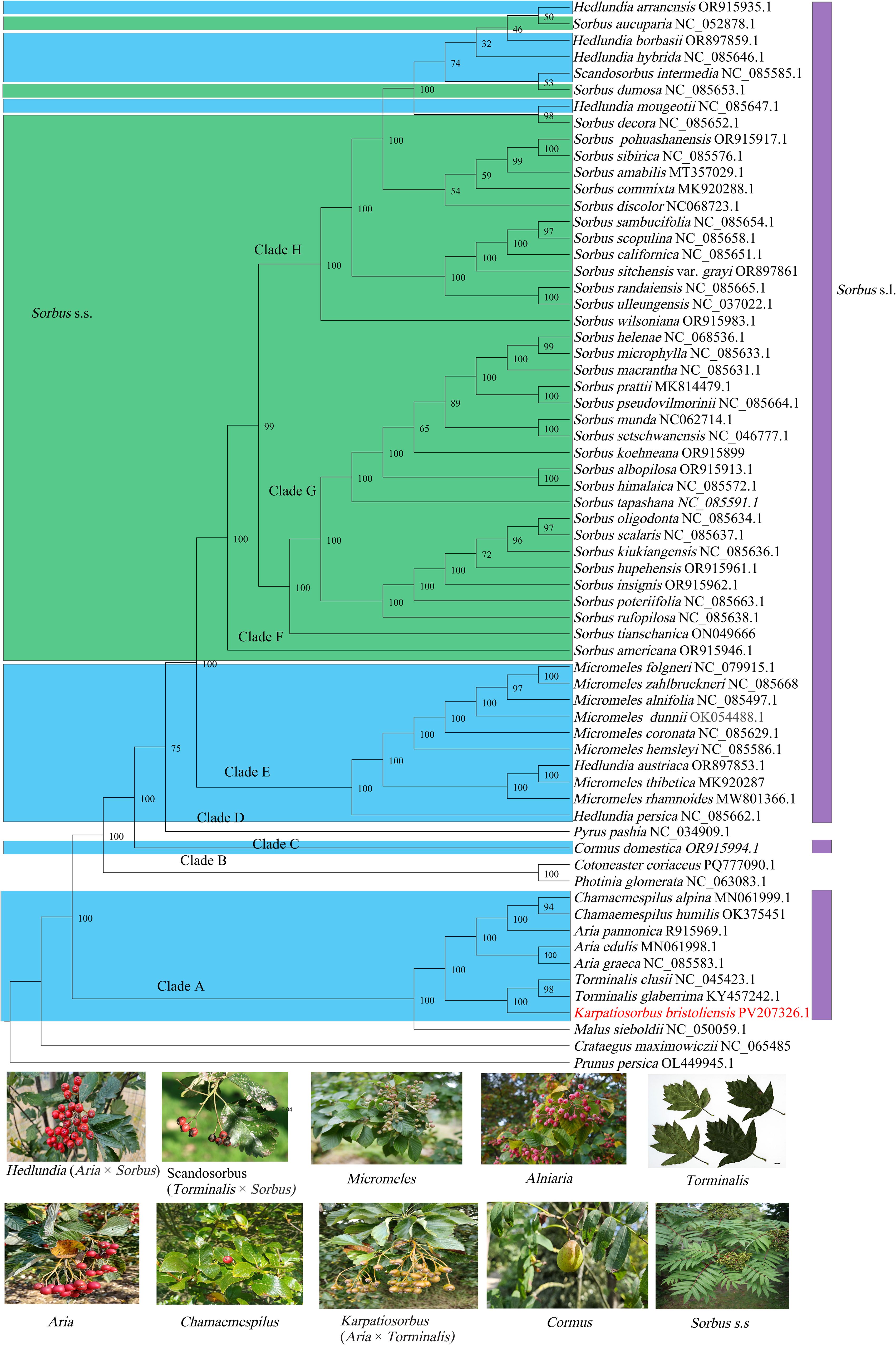 Phylogenetic tree highlighting relationships within Sorbus species, depicted in distinct clades with statistical support values. Below, there are images of different Sorbus species and their hybrids, each bearing unique berries and leaves. Species names such as Hedlundia, Micromeles, and Karpatiosorbus are labeled alongside their respective plant images.
